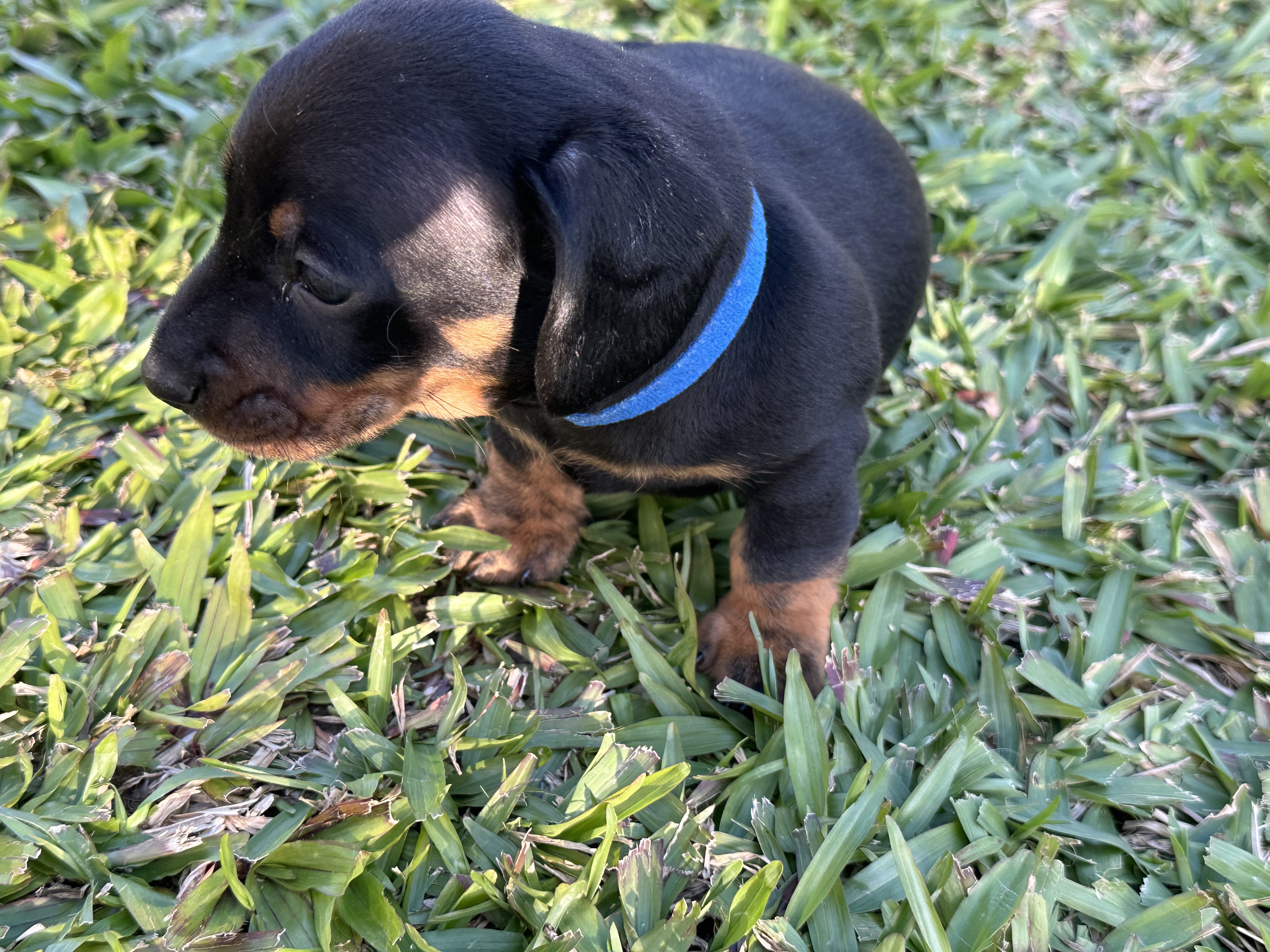 Miniature Dachshund – Mooloolah Valley