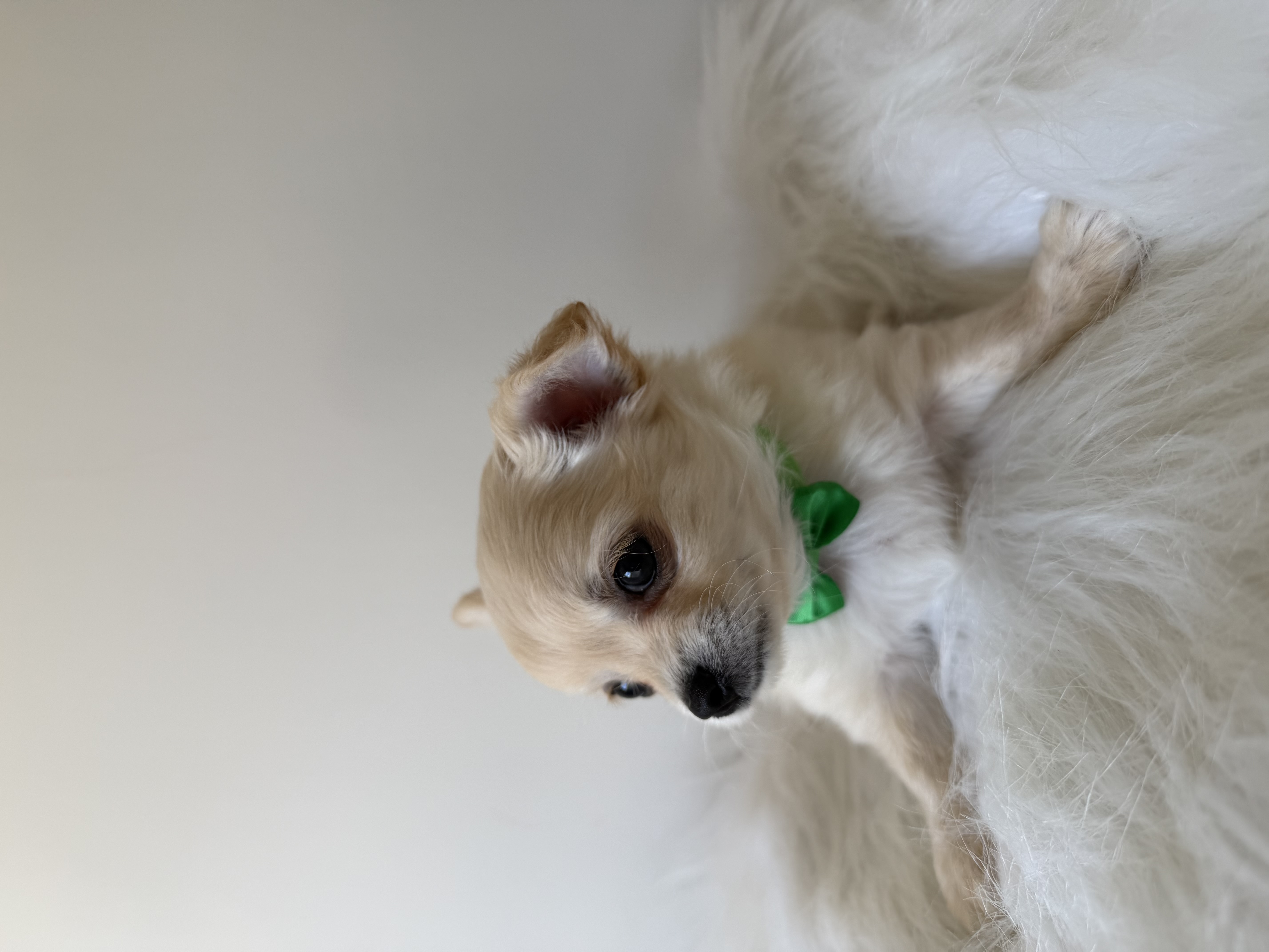 Chihuahua – Oak Park