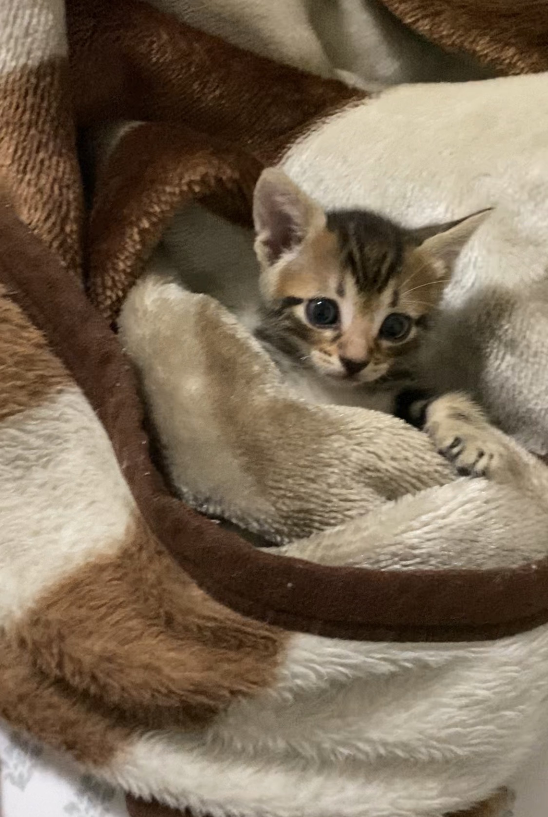 Domestic Short Hair (DSH) – Southern River