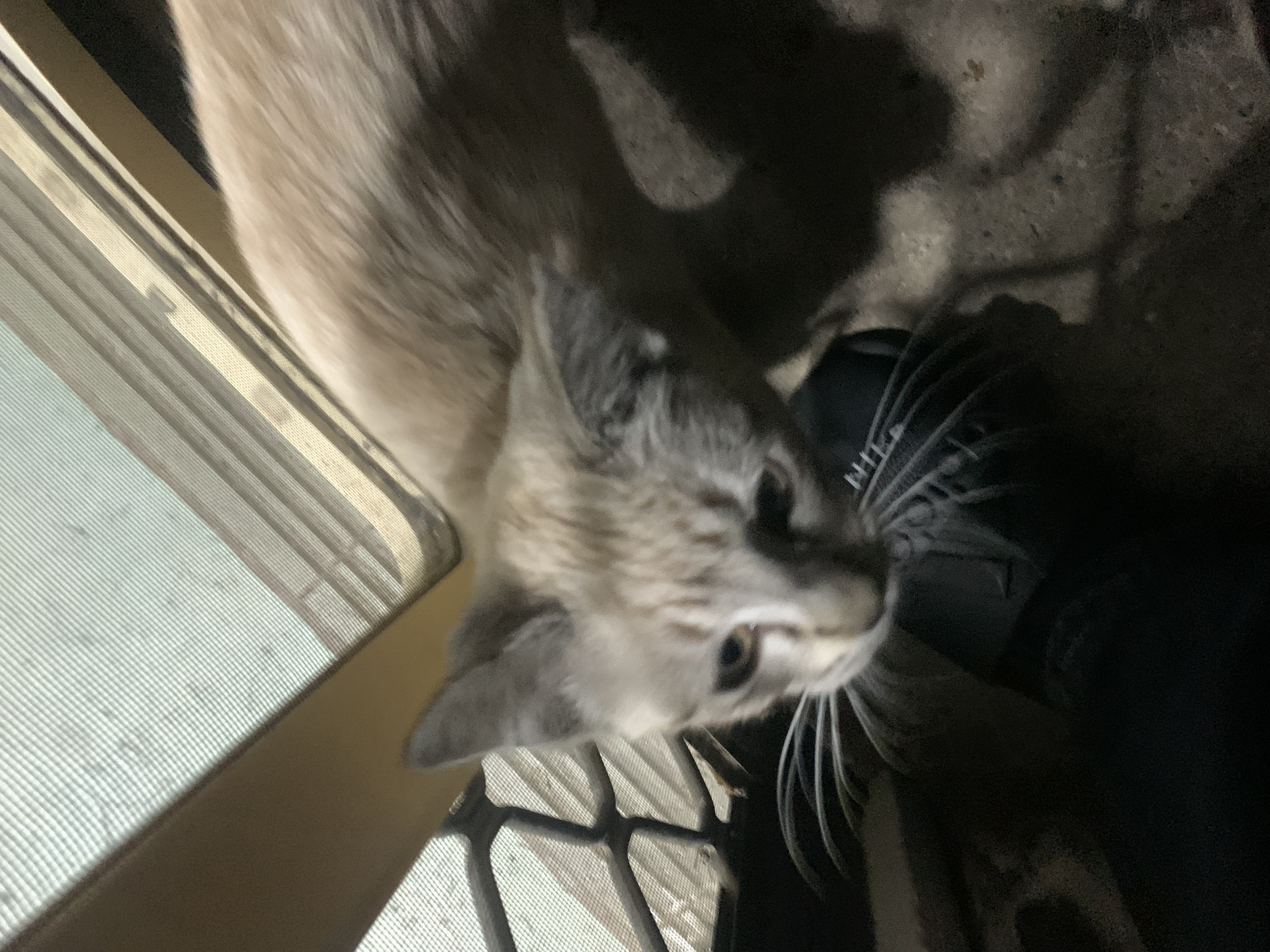 Cats – Bald Hills