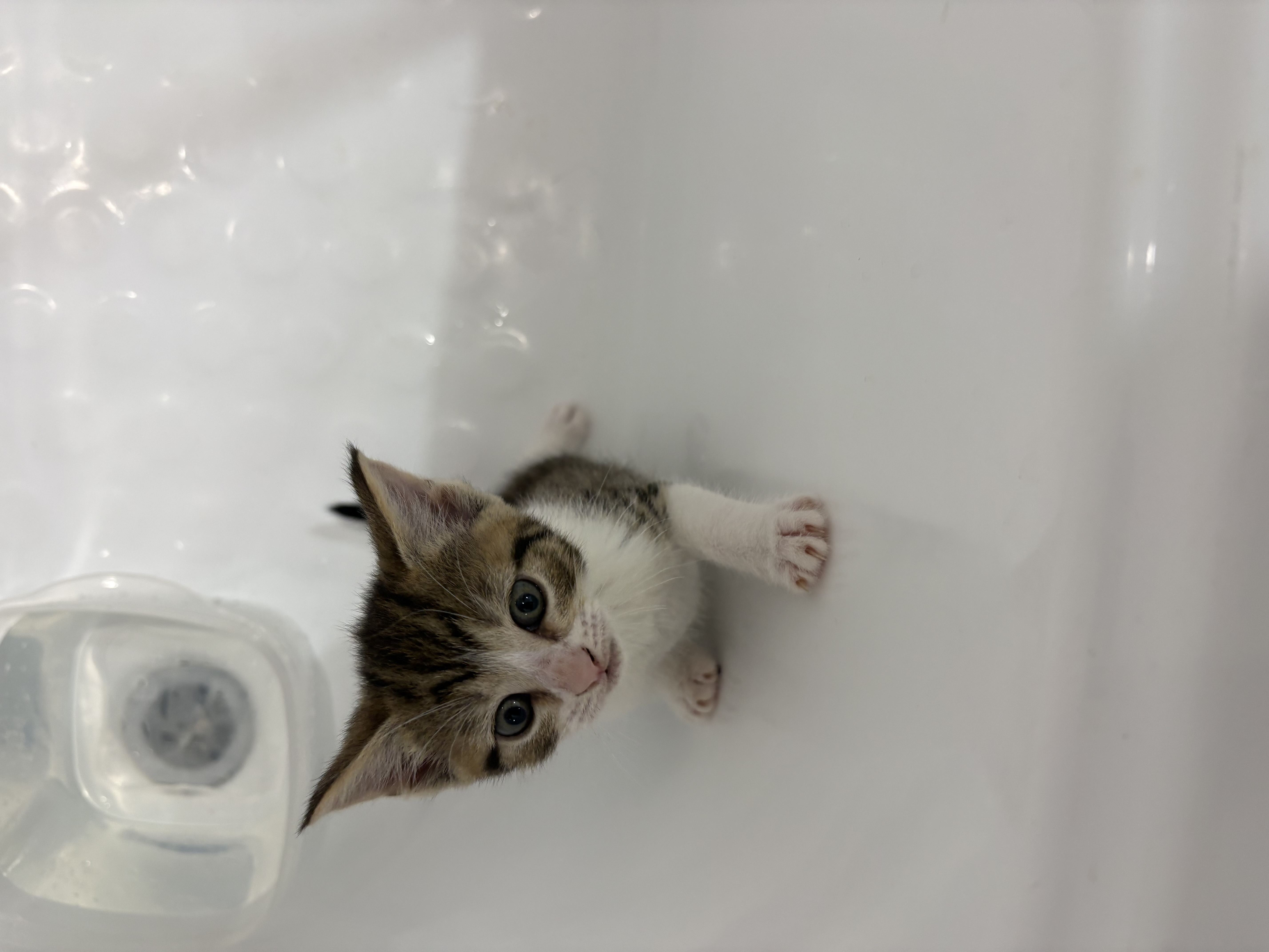 Other Cats – Bankstown