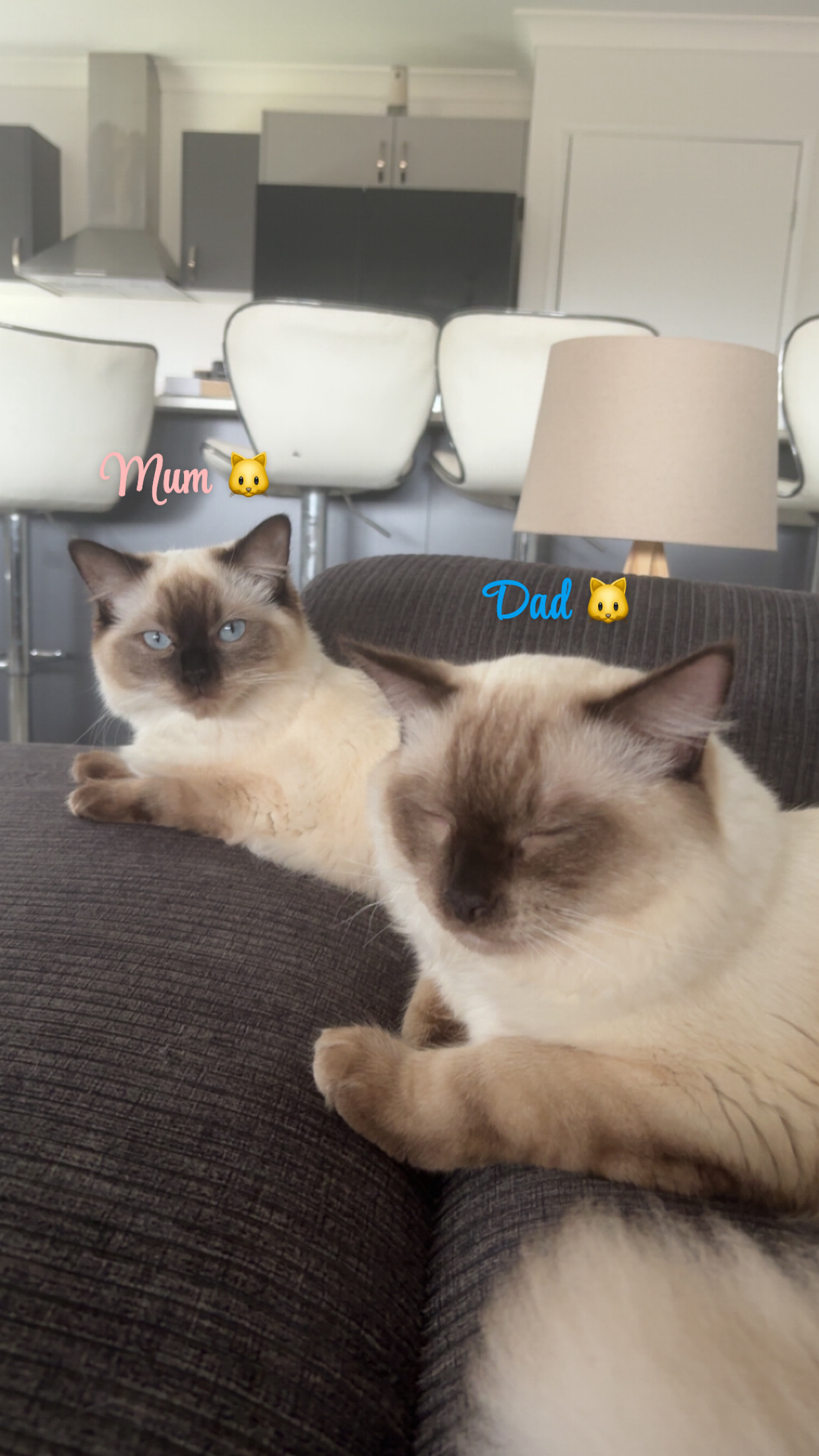 Ragdoll - Townsville City - PetsForHomes