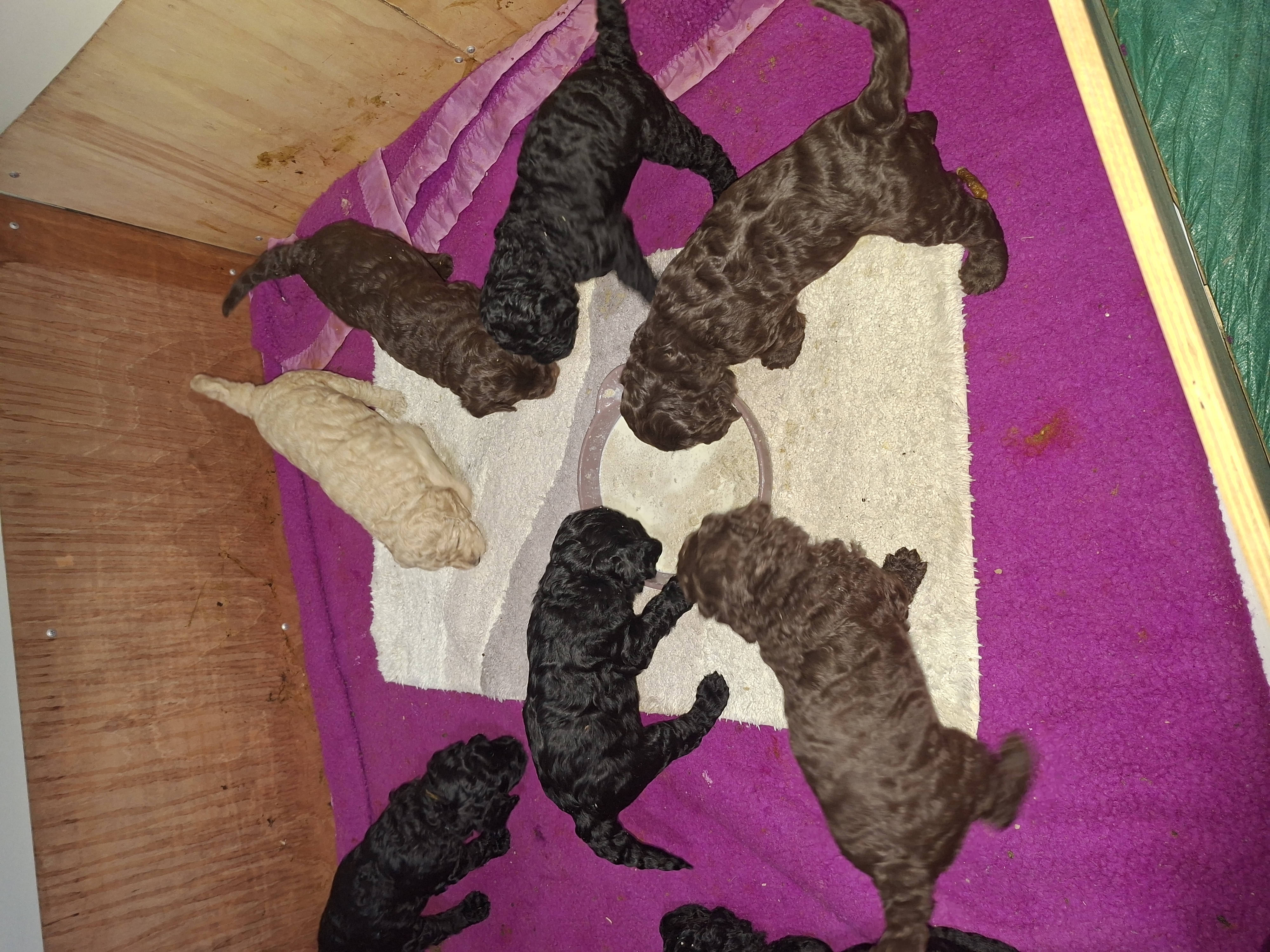 Goldendoodle – Norwood