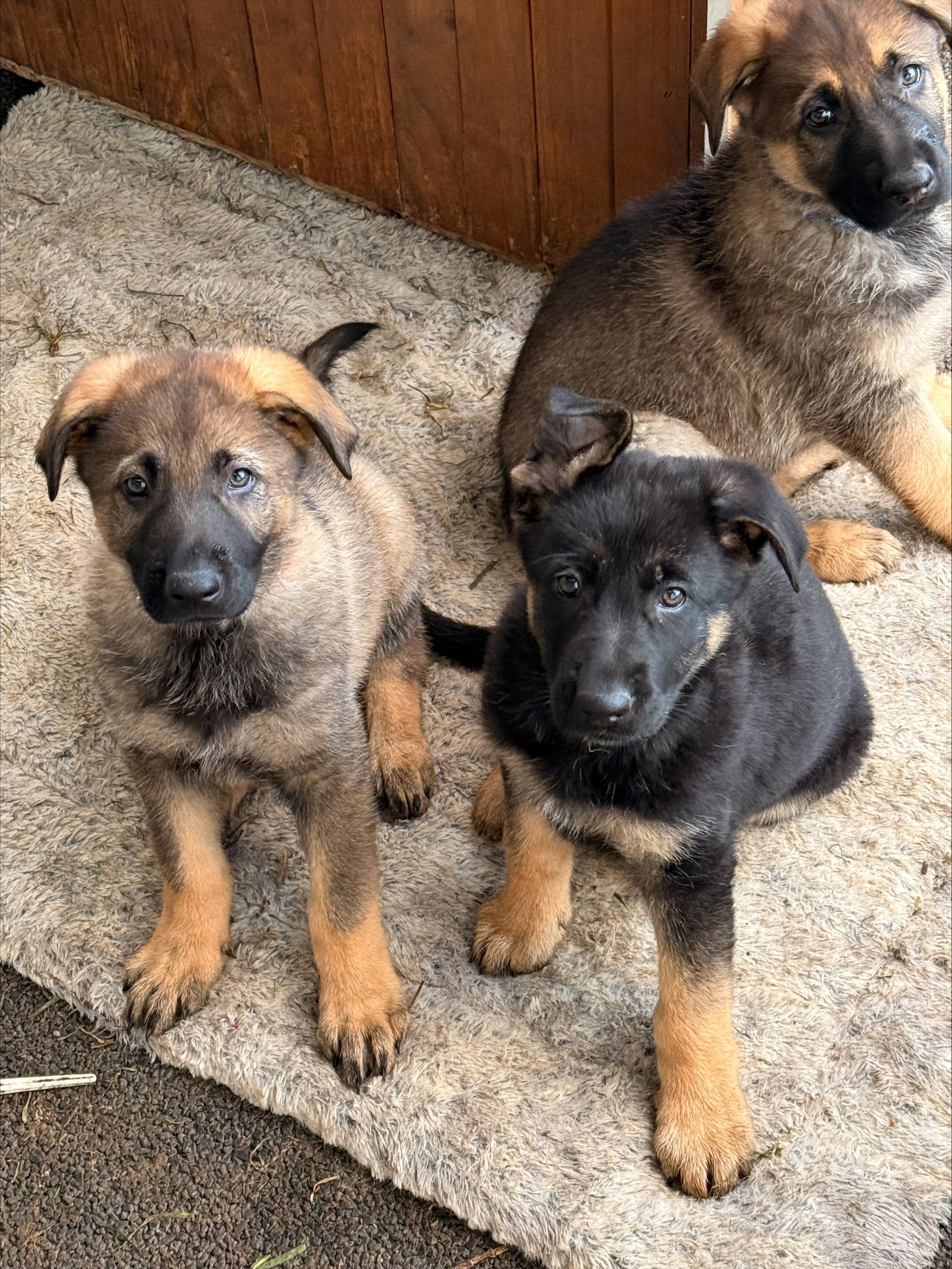German Shepherd – Hampton