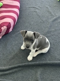 Fox Terrier – Echunga