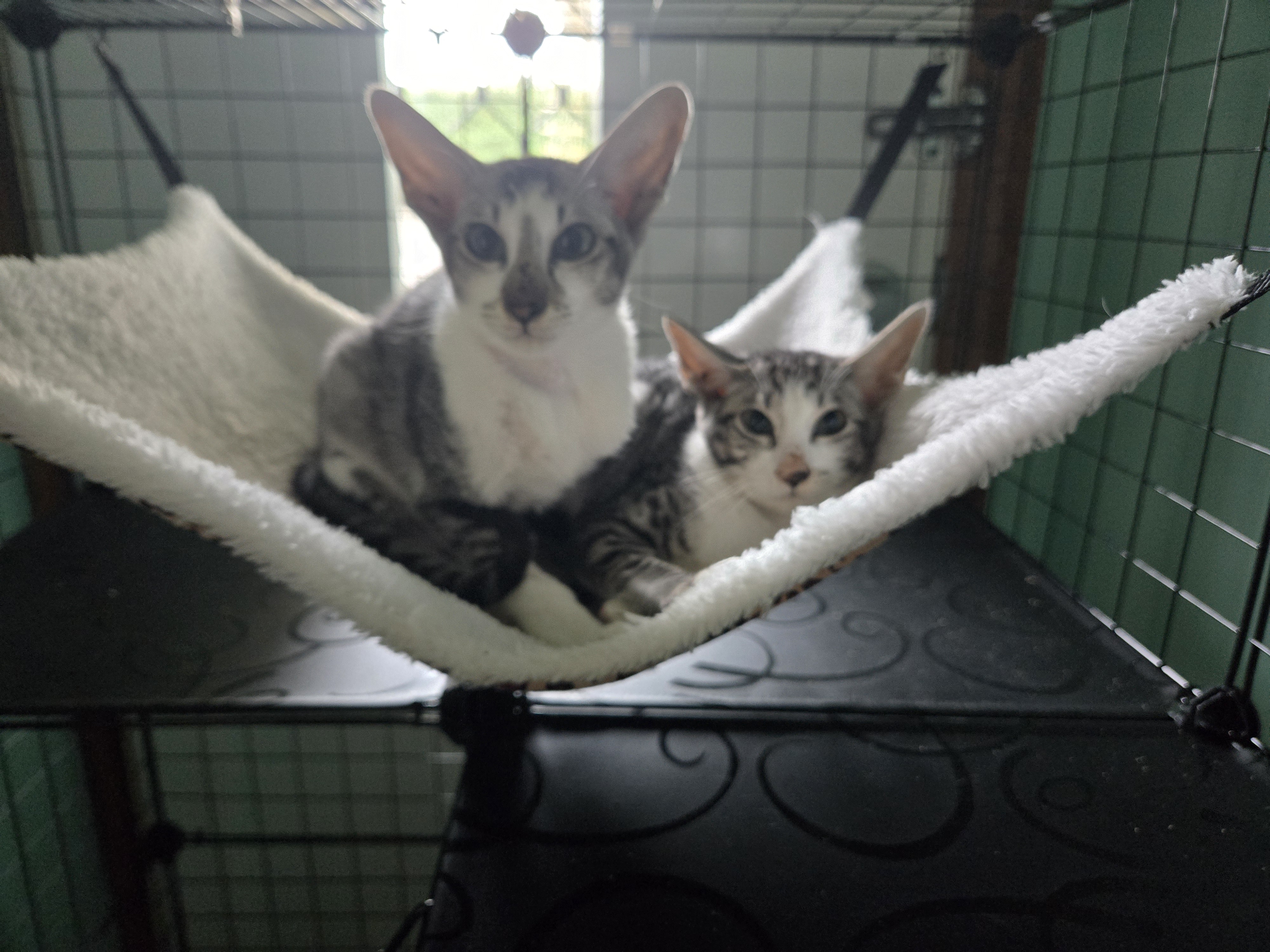 Oriental Shorthair – Devonport