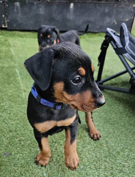 German Pinscher – Sandy Point