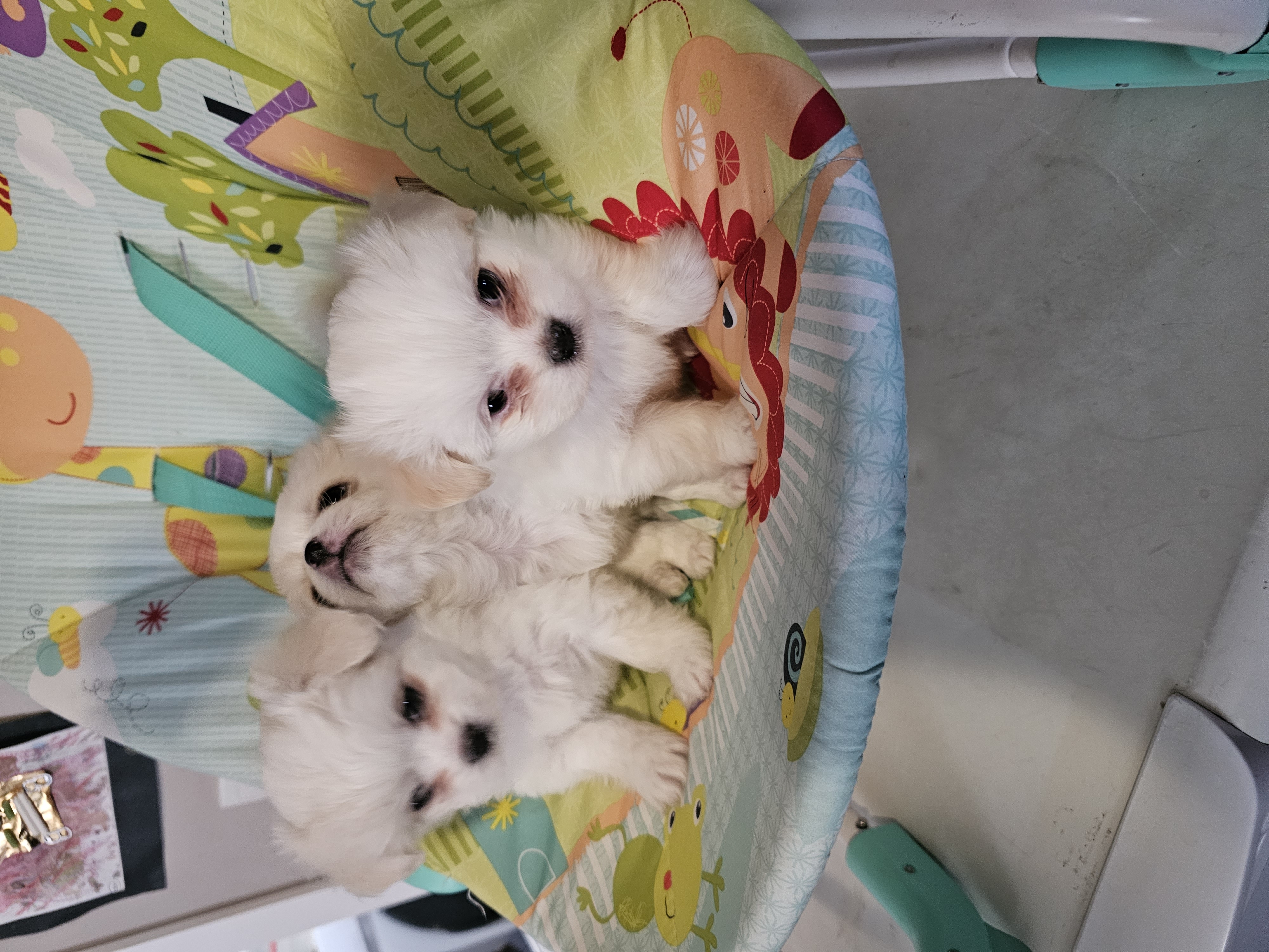 Spaltese Female Puppies x 3 For Sale. Can be viewed at Baddaginnie (Near Benalla)