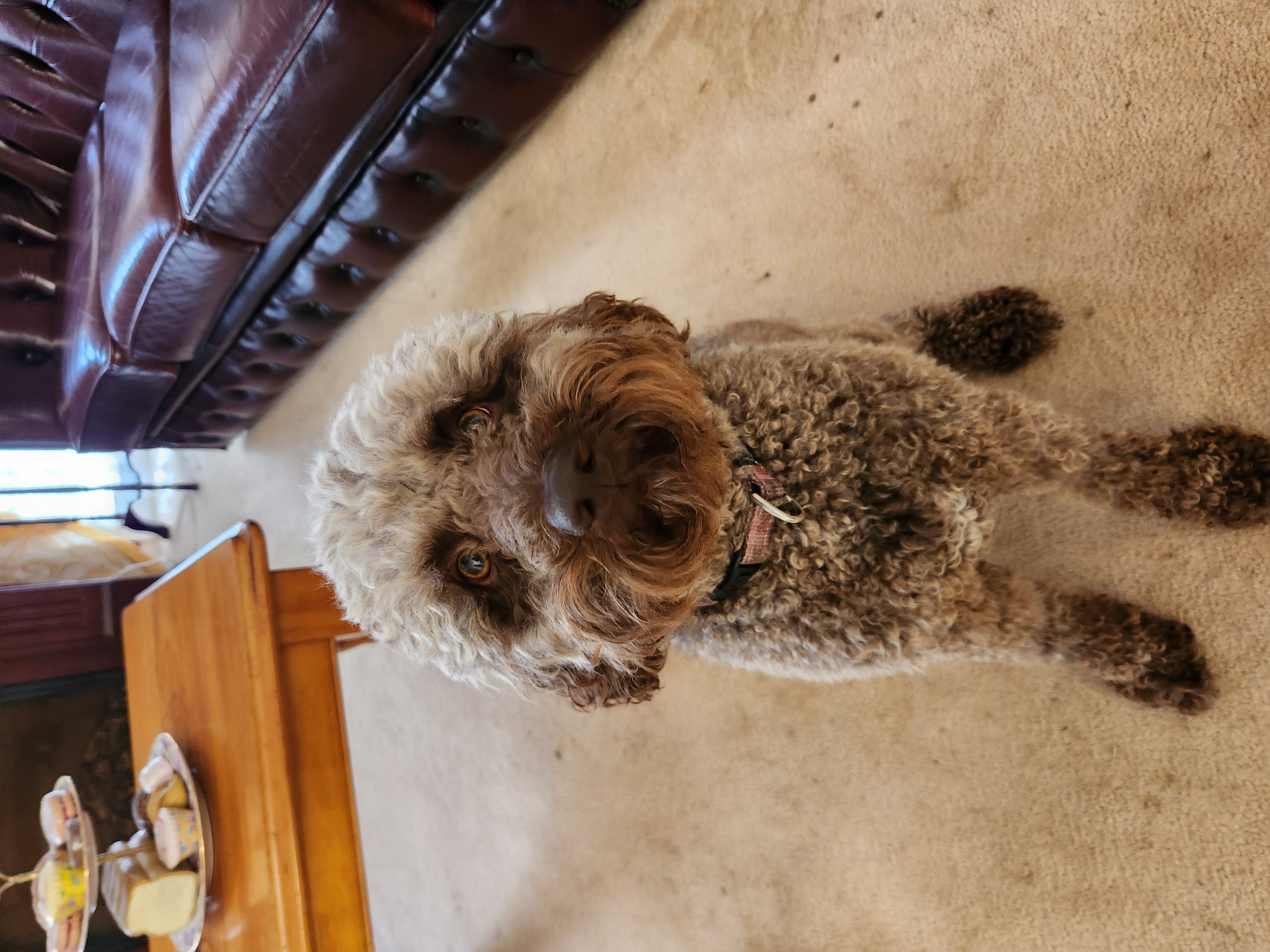Lagotto Romagnolo