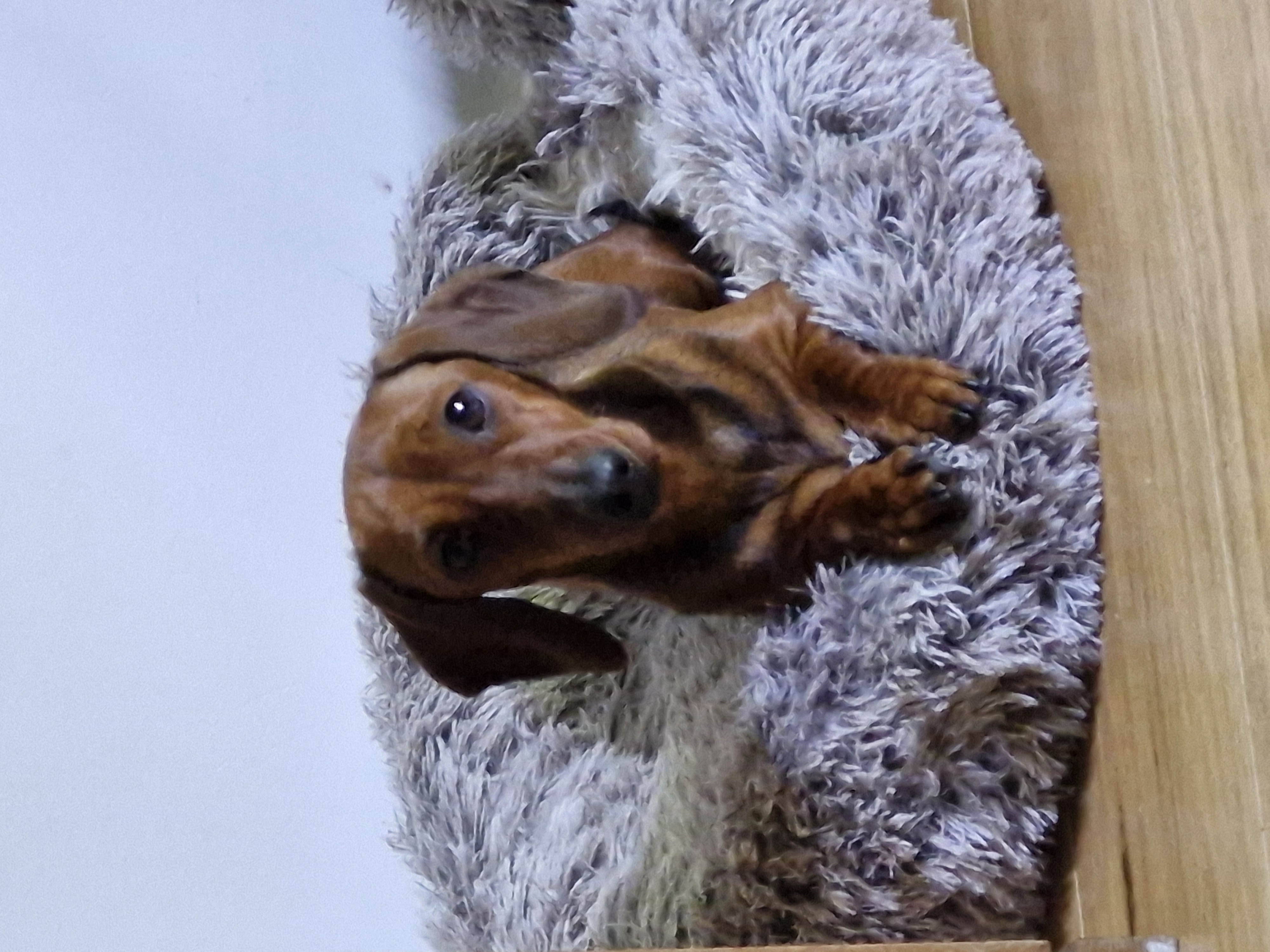 Miniature Dachshund – Carlingford