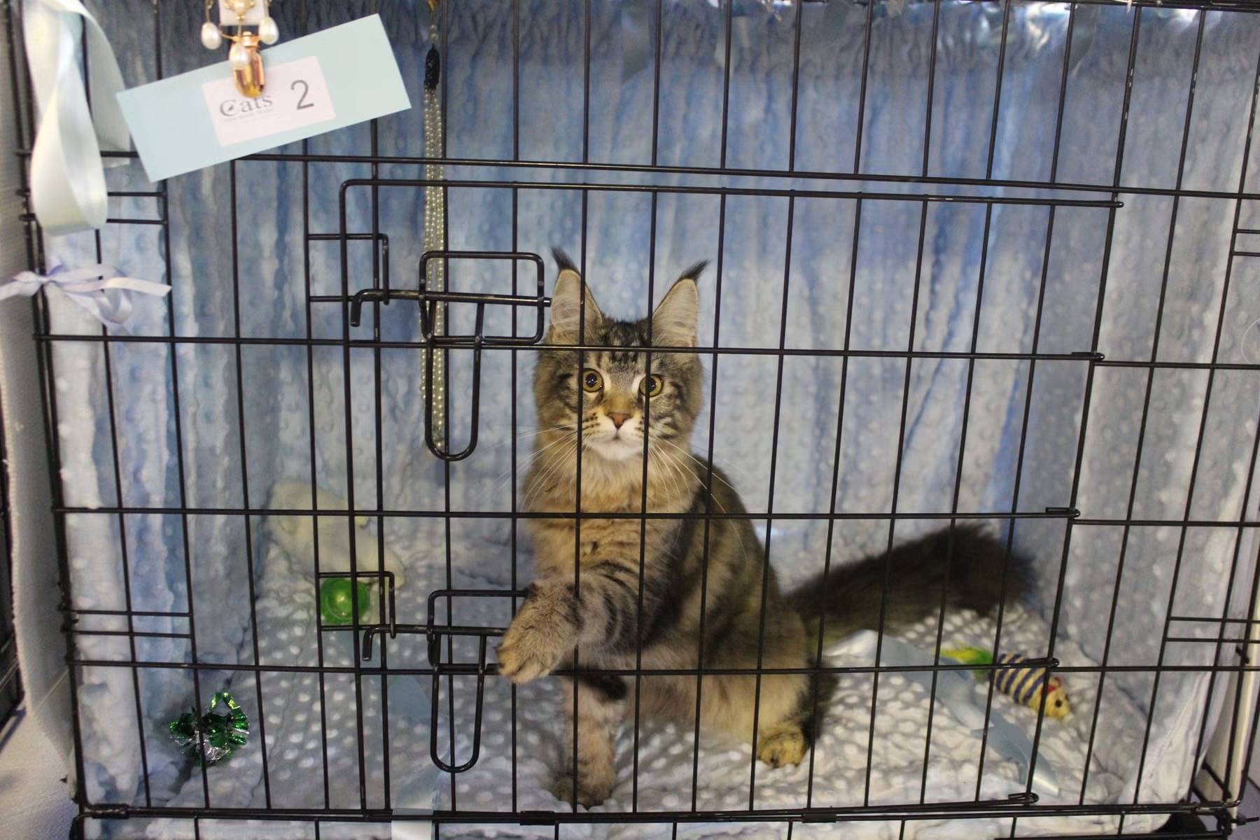 Maine Coon – South Windsor