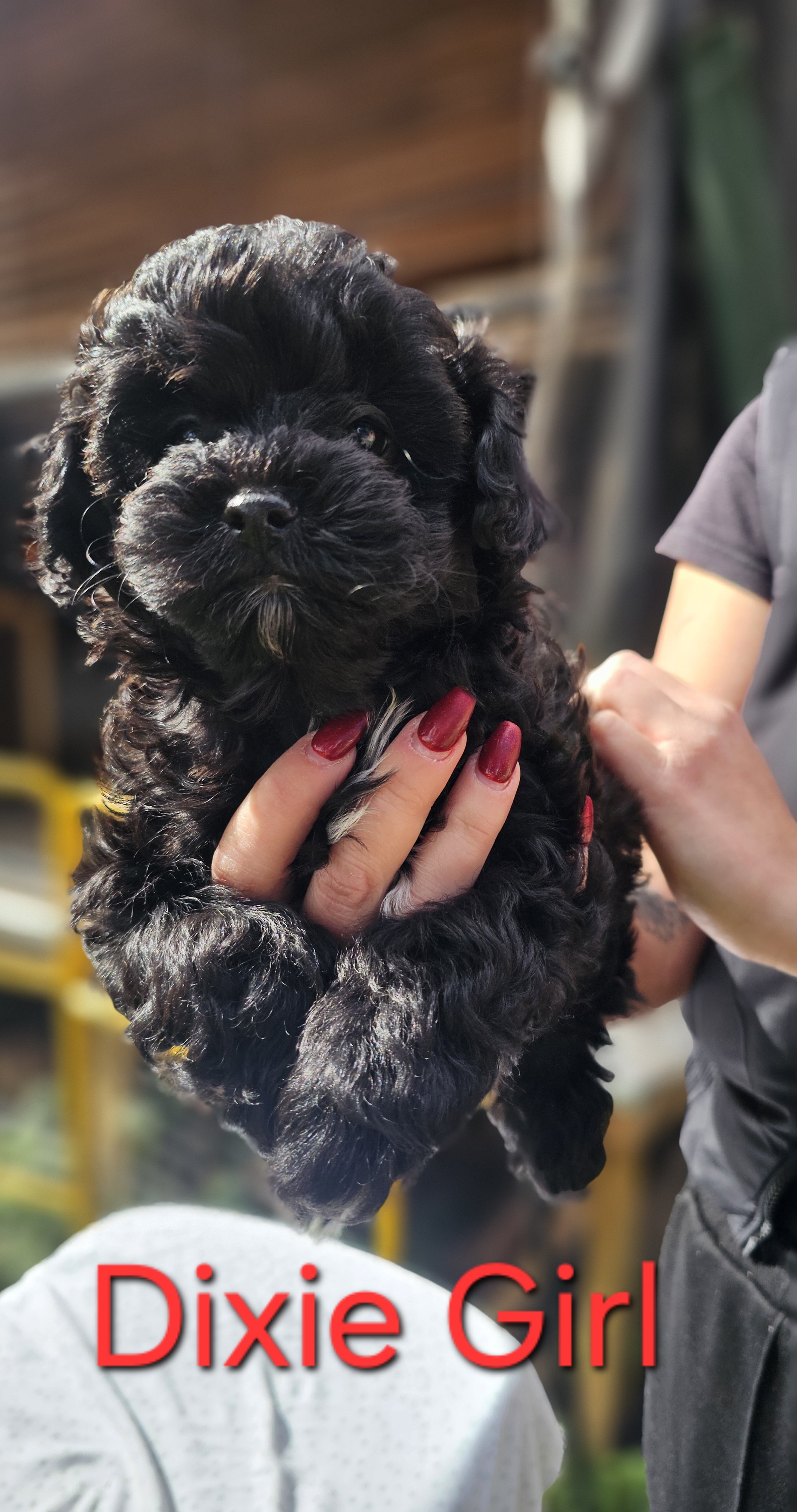 Toy Poodle – Mansfield