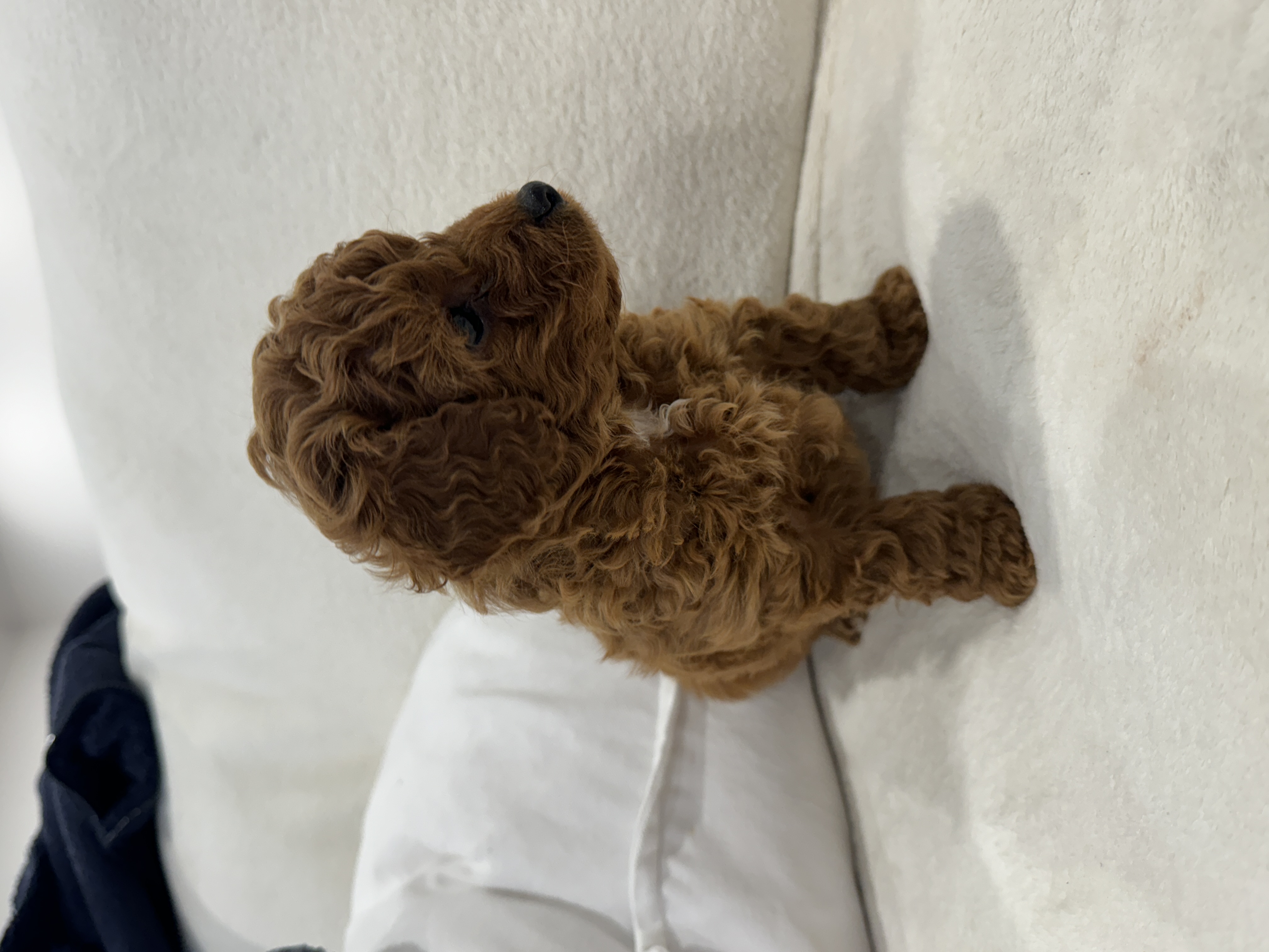 Toy Poodle – Angela