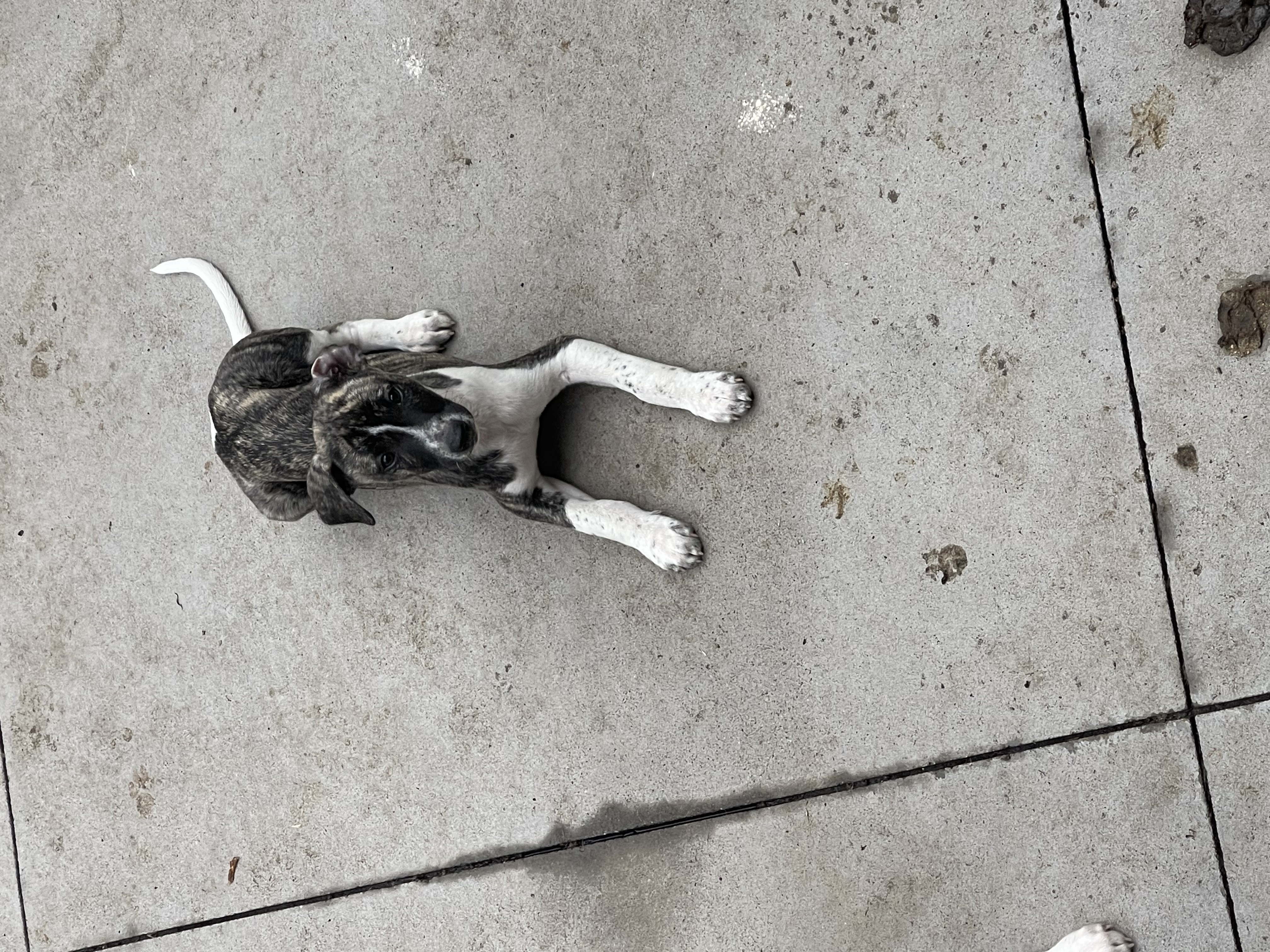 Whippet – Bellarine