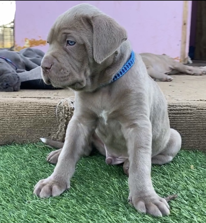 Neo Mastiff (Neapolitan) pups BLUE & TAWNY
