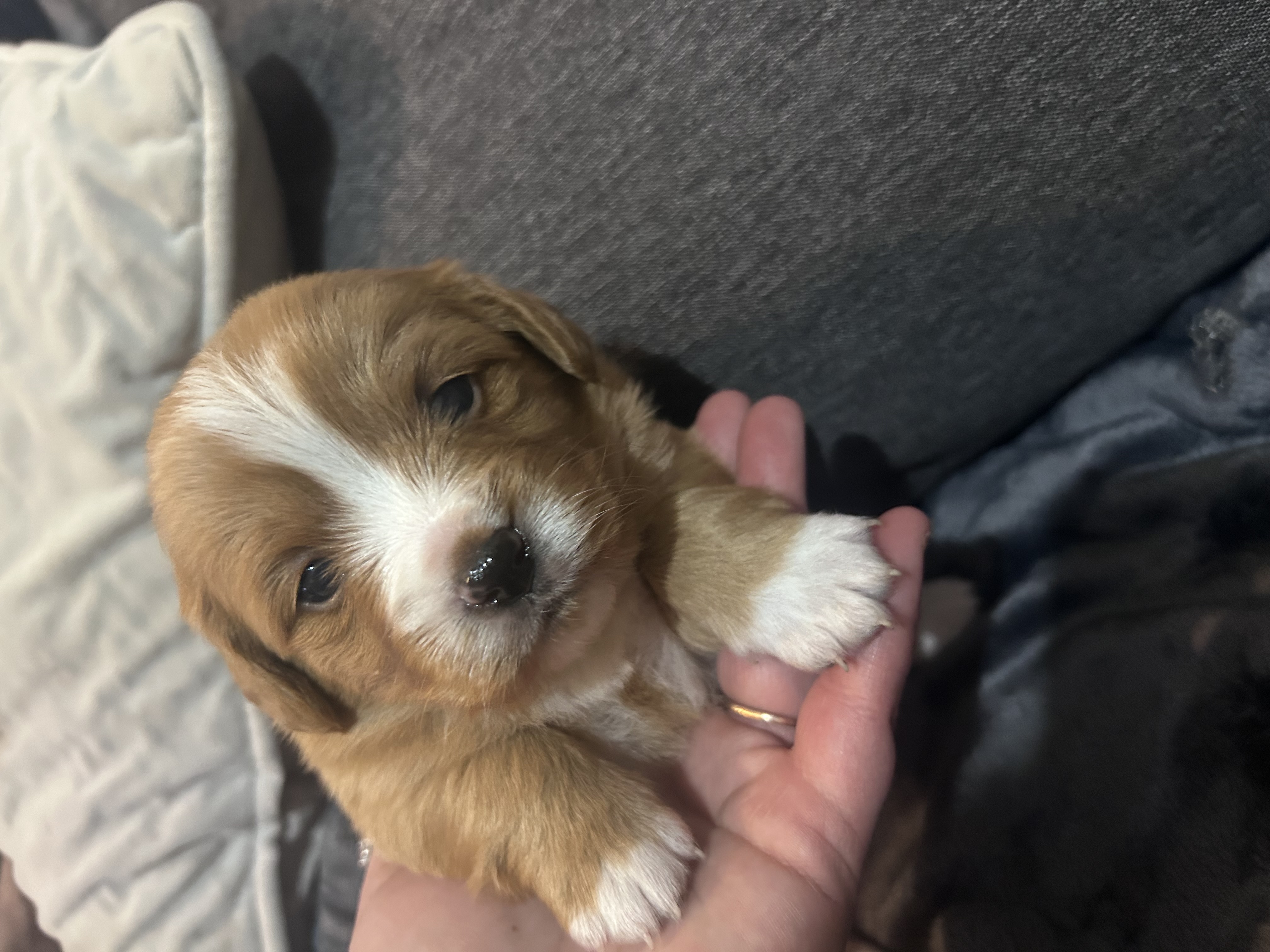 Cavalier King Charles Spaniel – Cooloongup