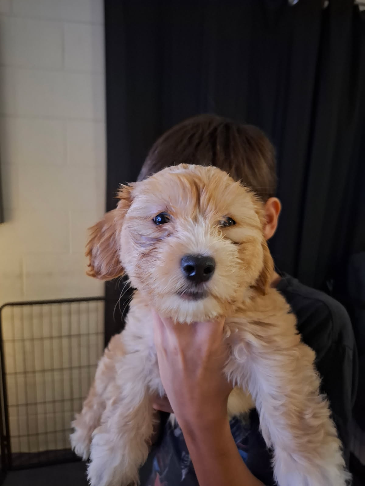 Shih Tzu – Bentley Park