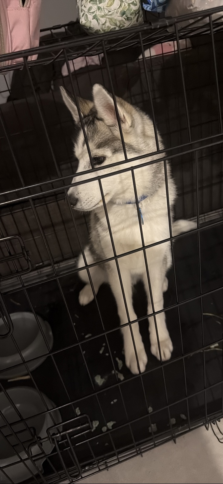 Dogs – Dickson