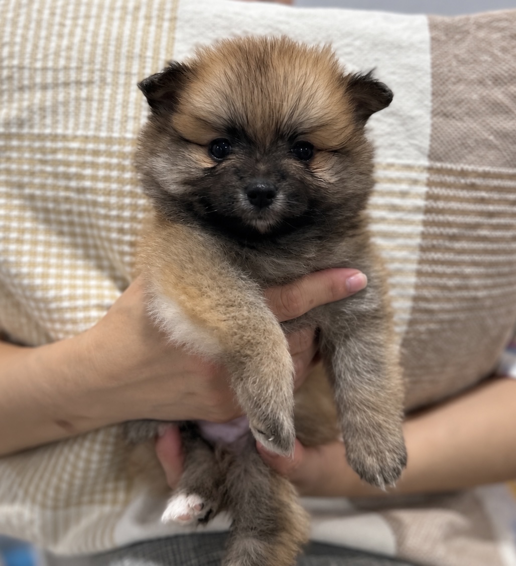 Pomeranian – Piara Waters