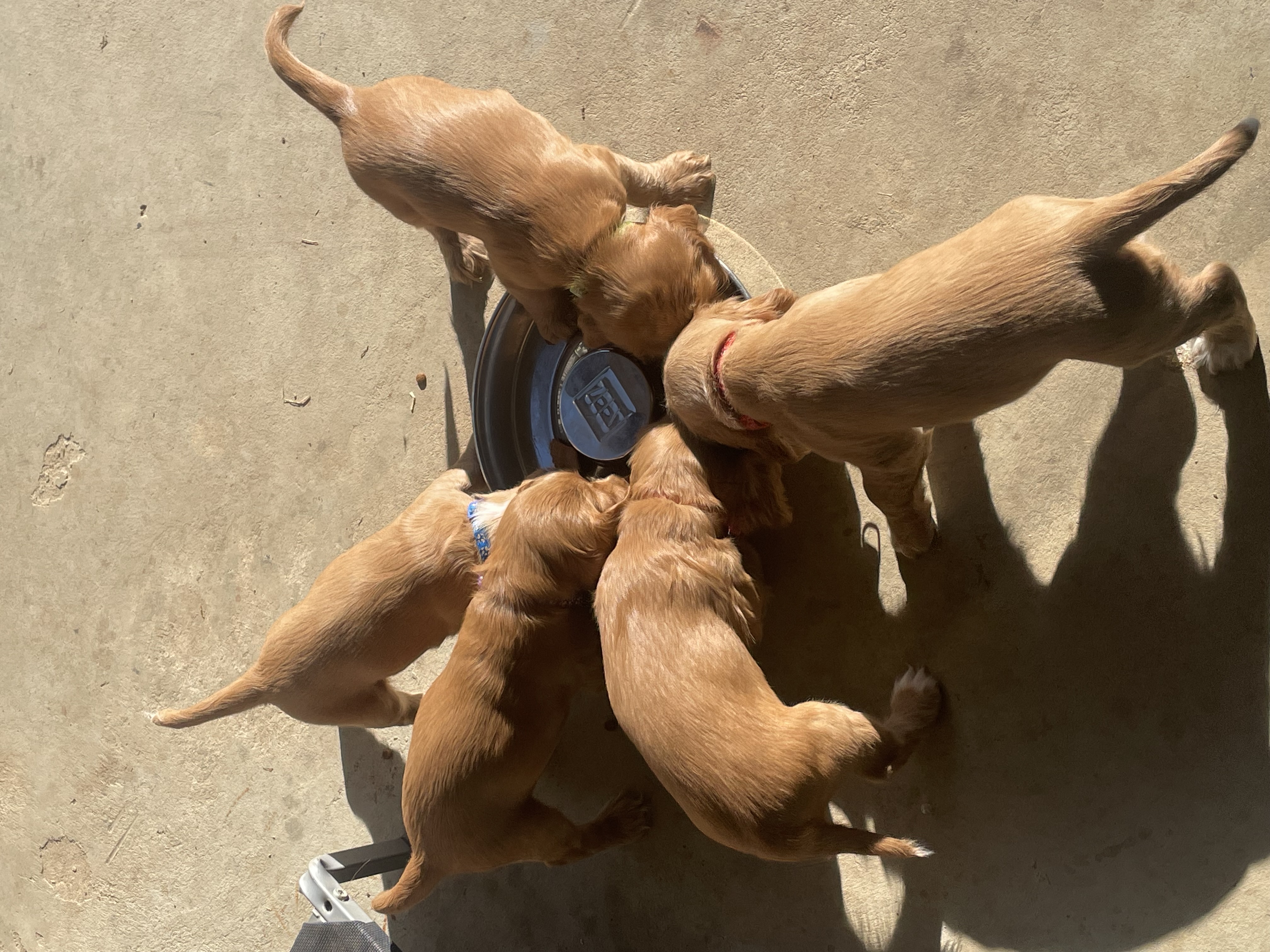 Cocker Spaniel – Kyabram