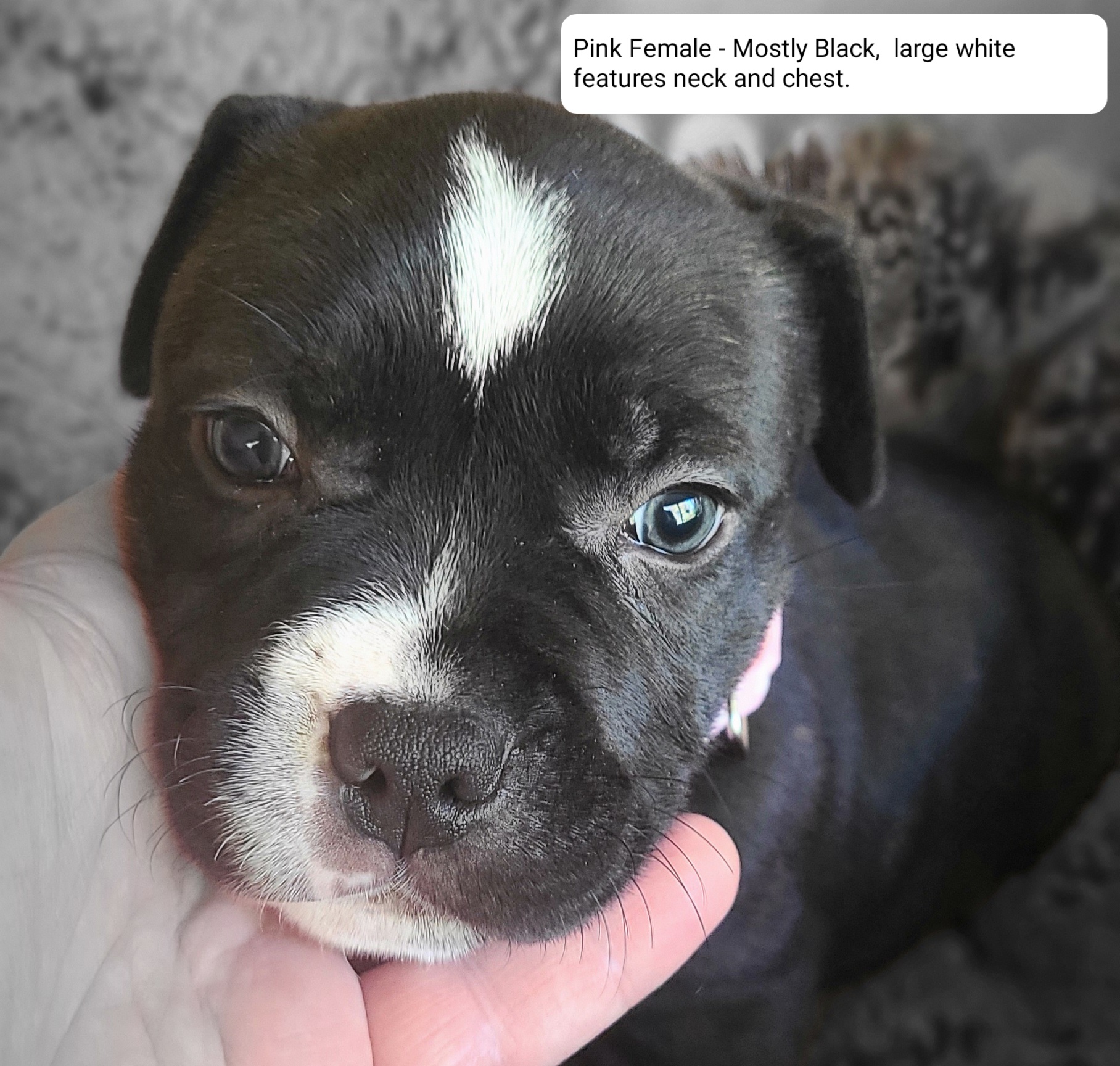 Staffordshire Bull Terrier – Barbara Calderwood