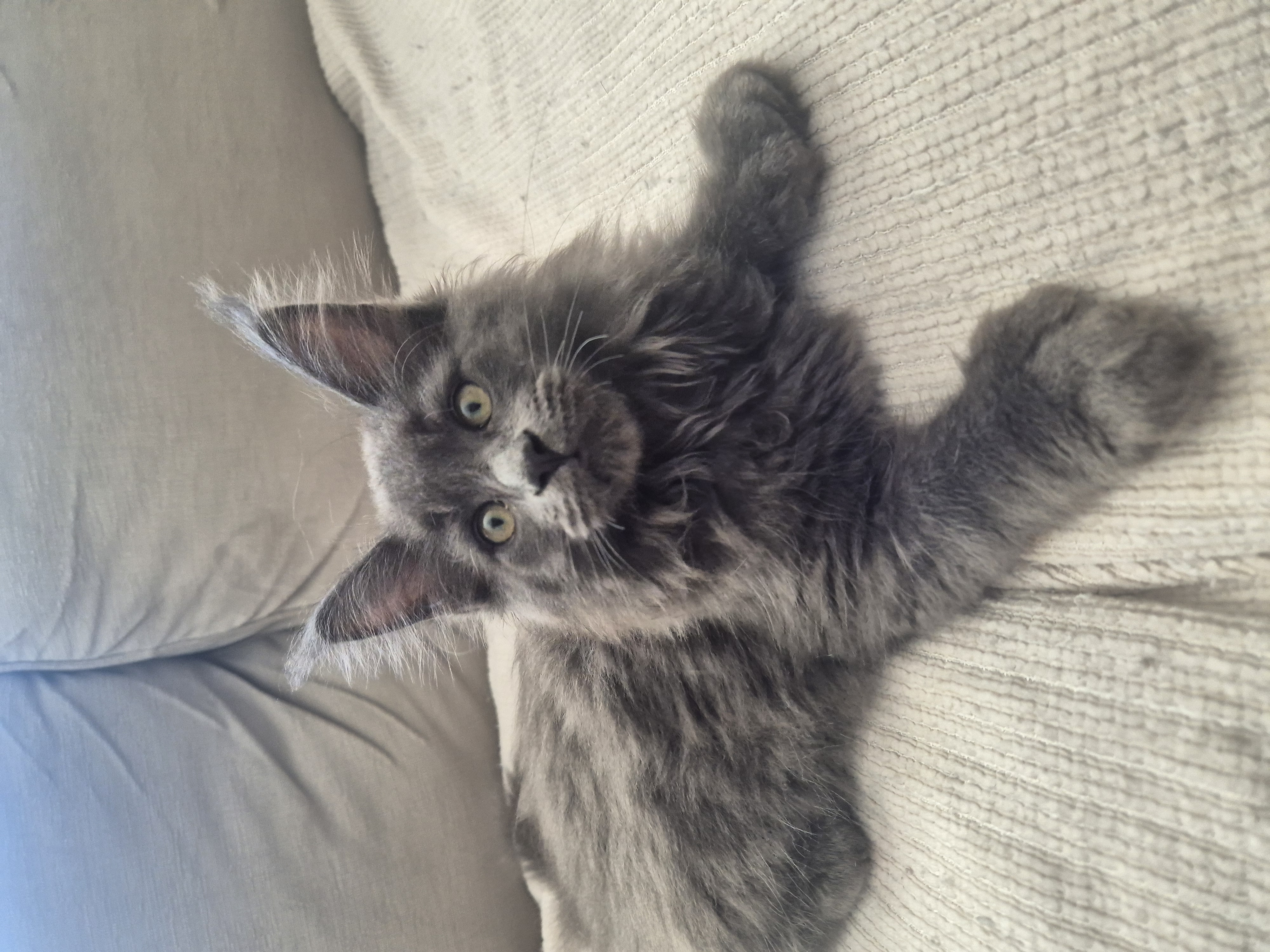 Maine Coon – Mindarie