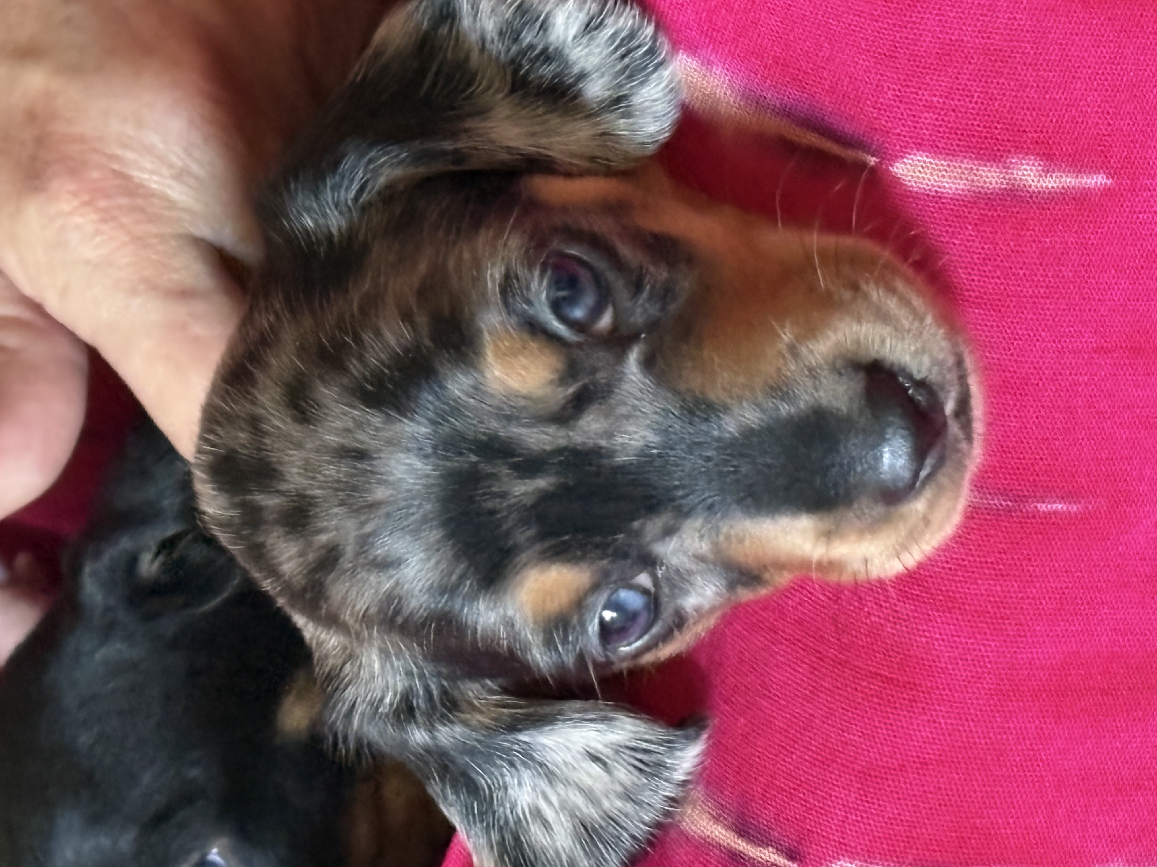 Dachshund – Narre Warren South