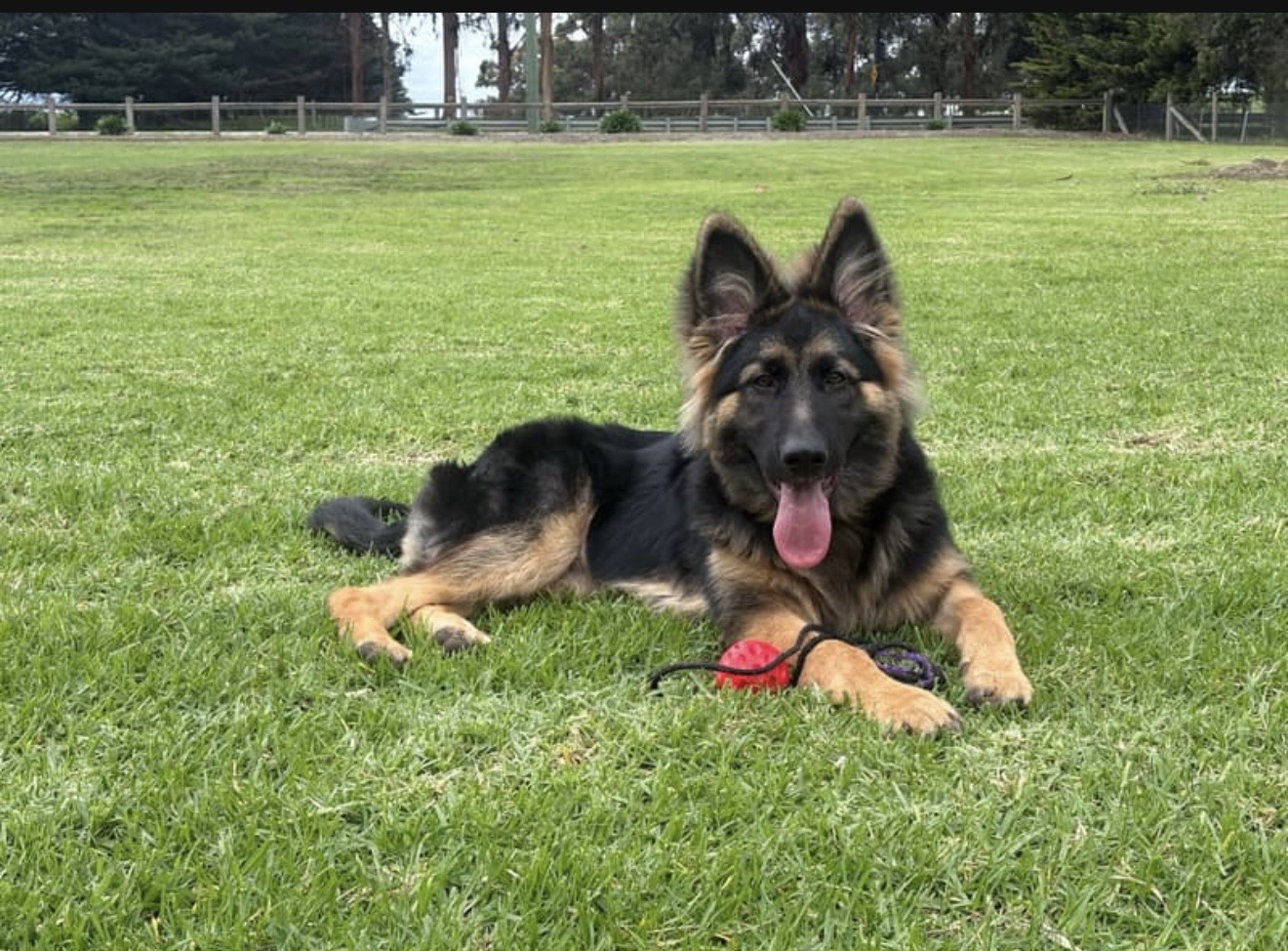German Shepherd – Taylors Hill