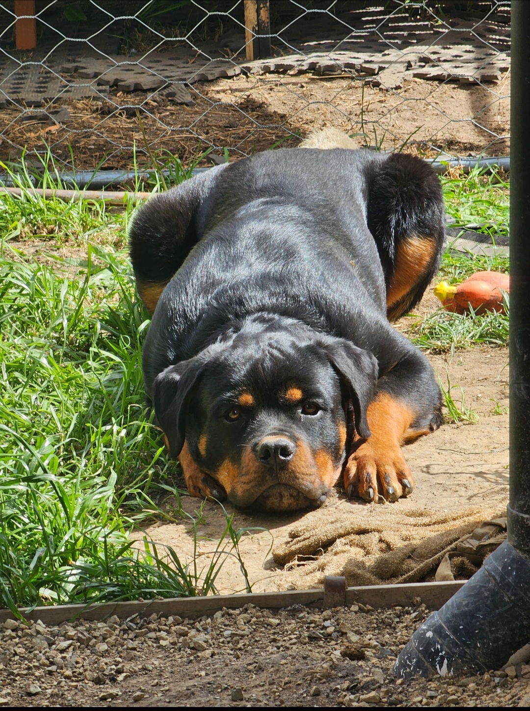 Guinea Rottweilers Rottweiler - Knoxfield - PetsForHomes