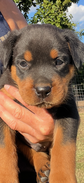 Rottweiler – Lockyer Waters