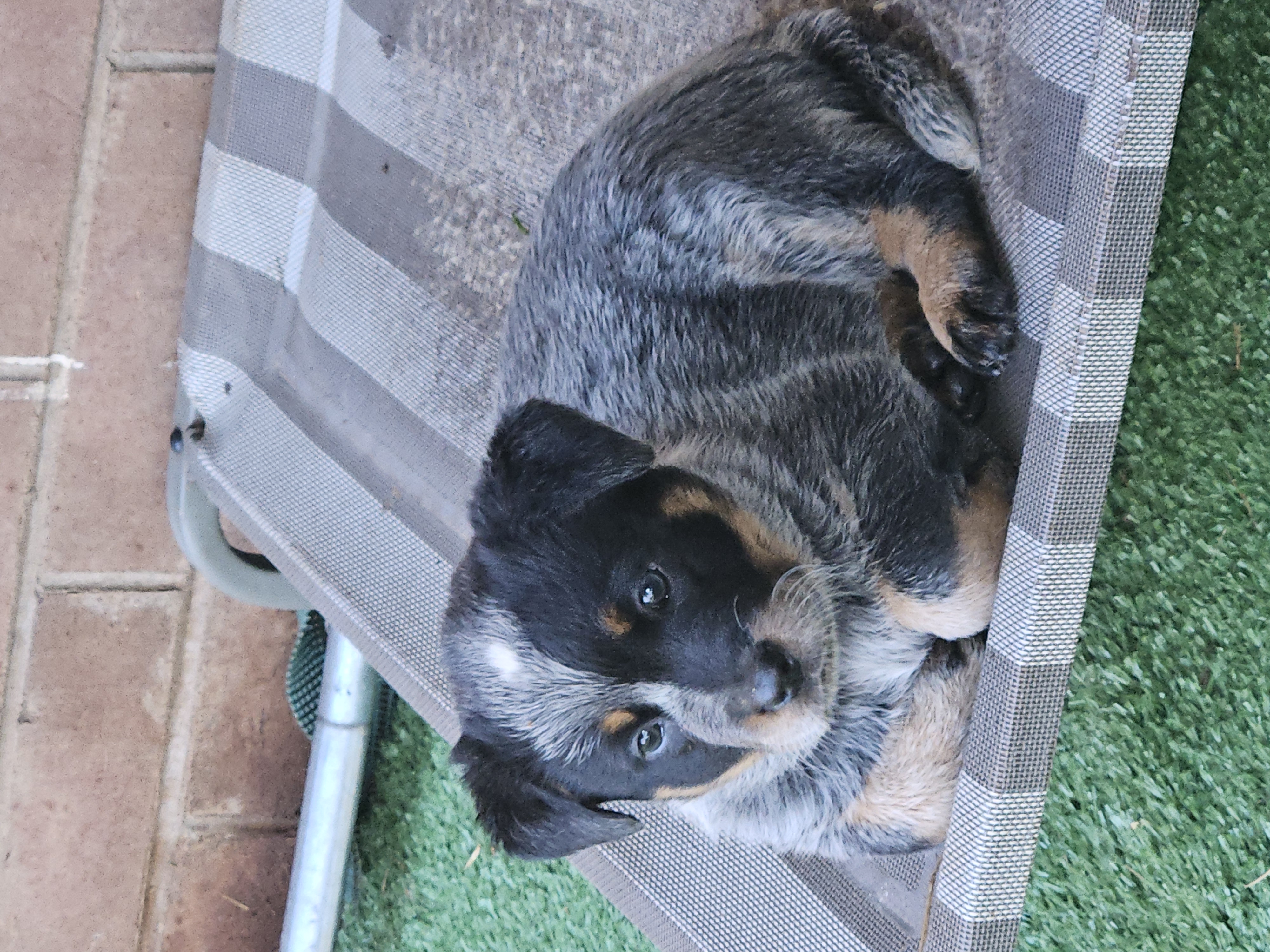 Australian Cattle Dog – Dubbo