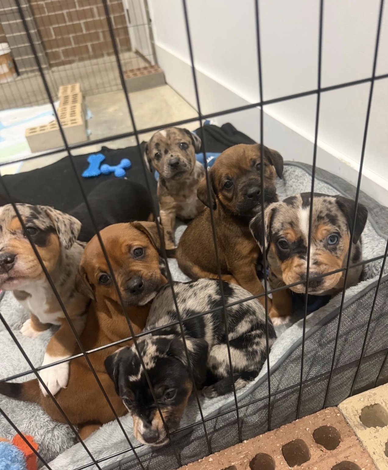 Staffordshire Bull Terrier – Epping