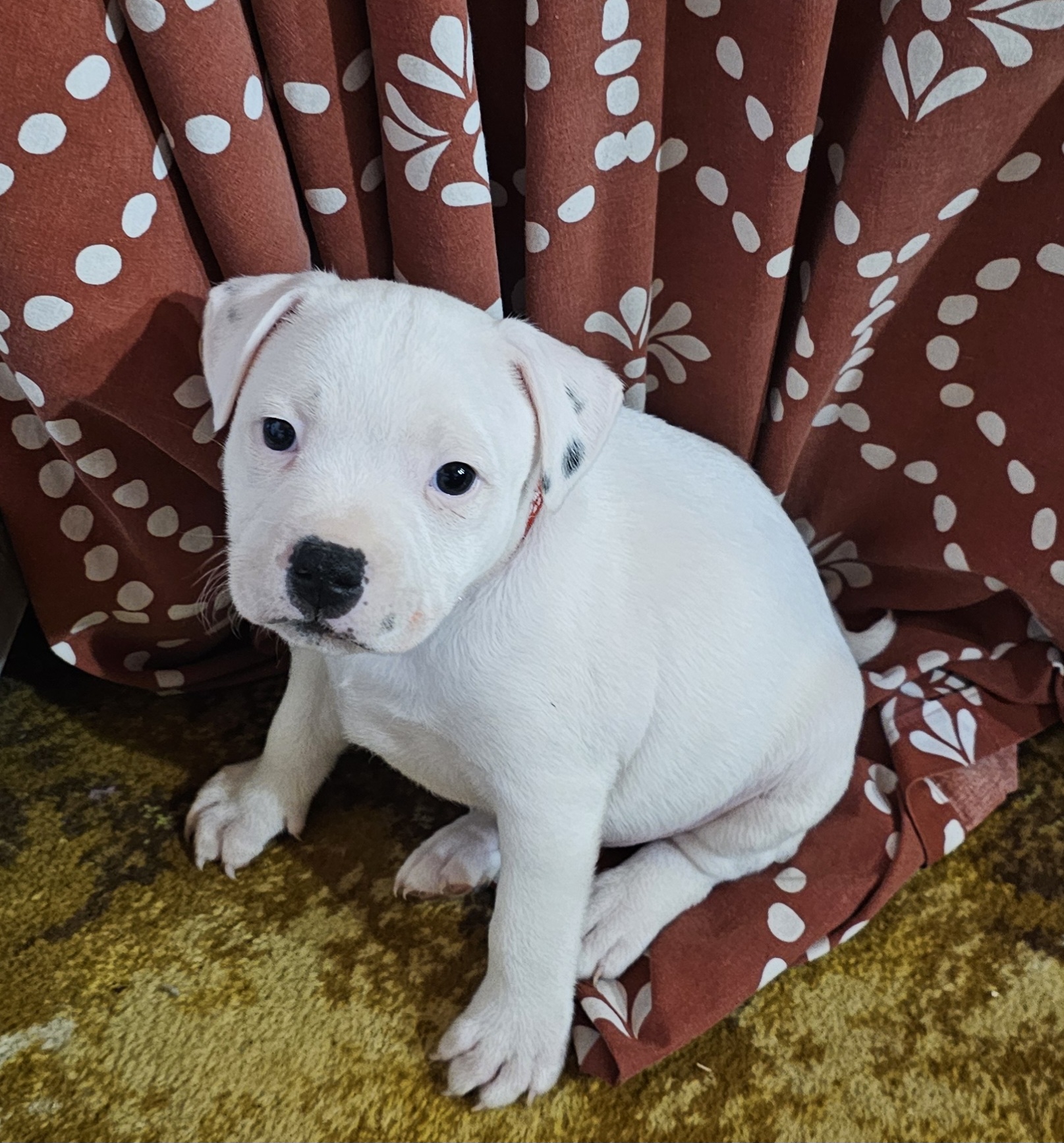 Staffordshire Bull Terrier – Paskeville