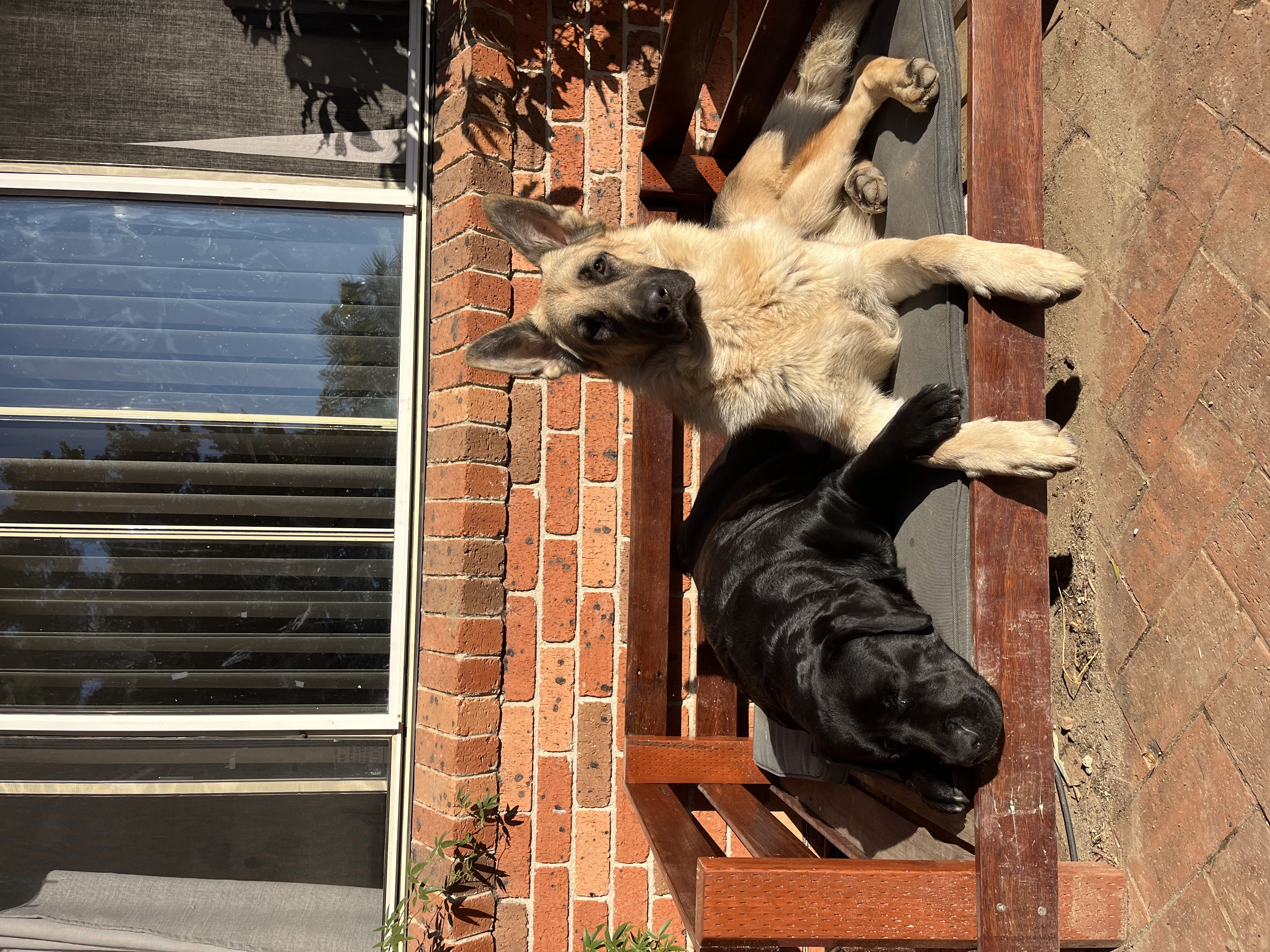Labrador Retriever – 2211
