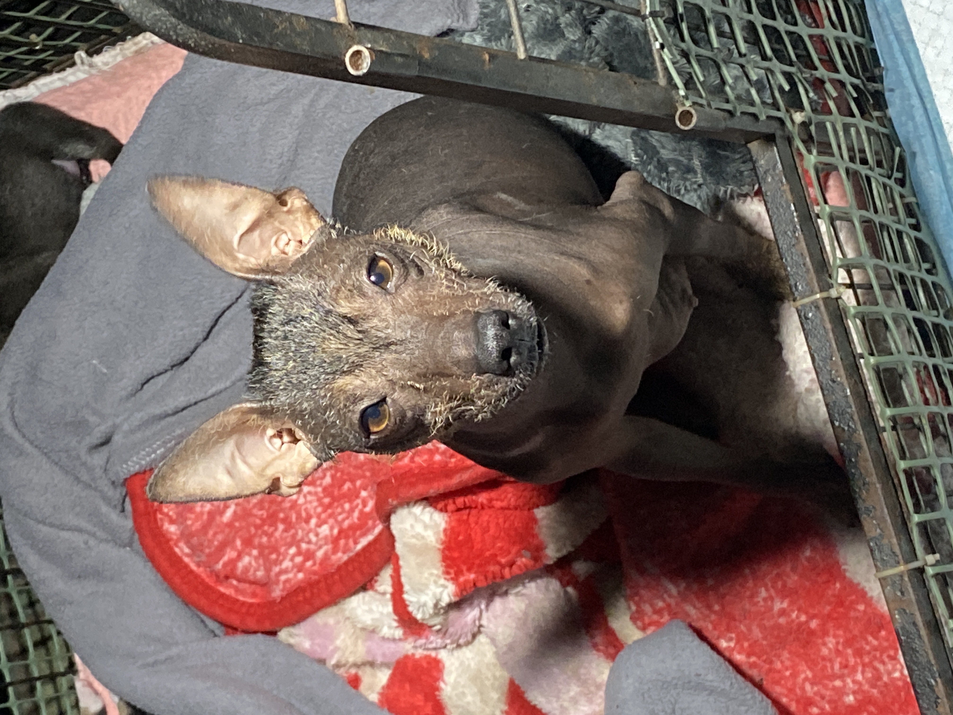 Miniature Xoloitzcuintle