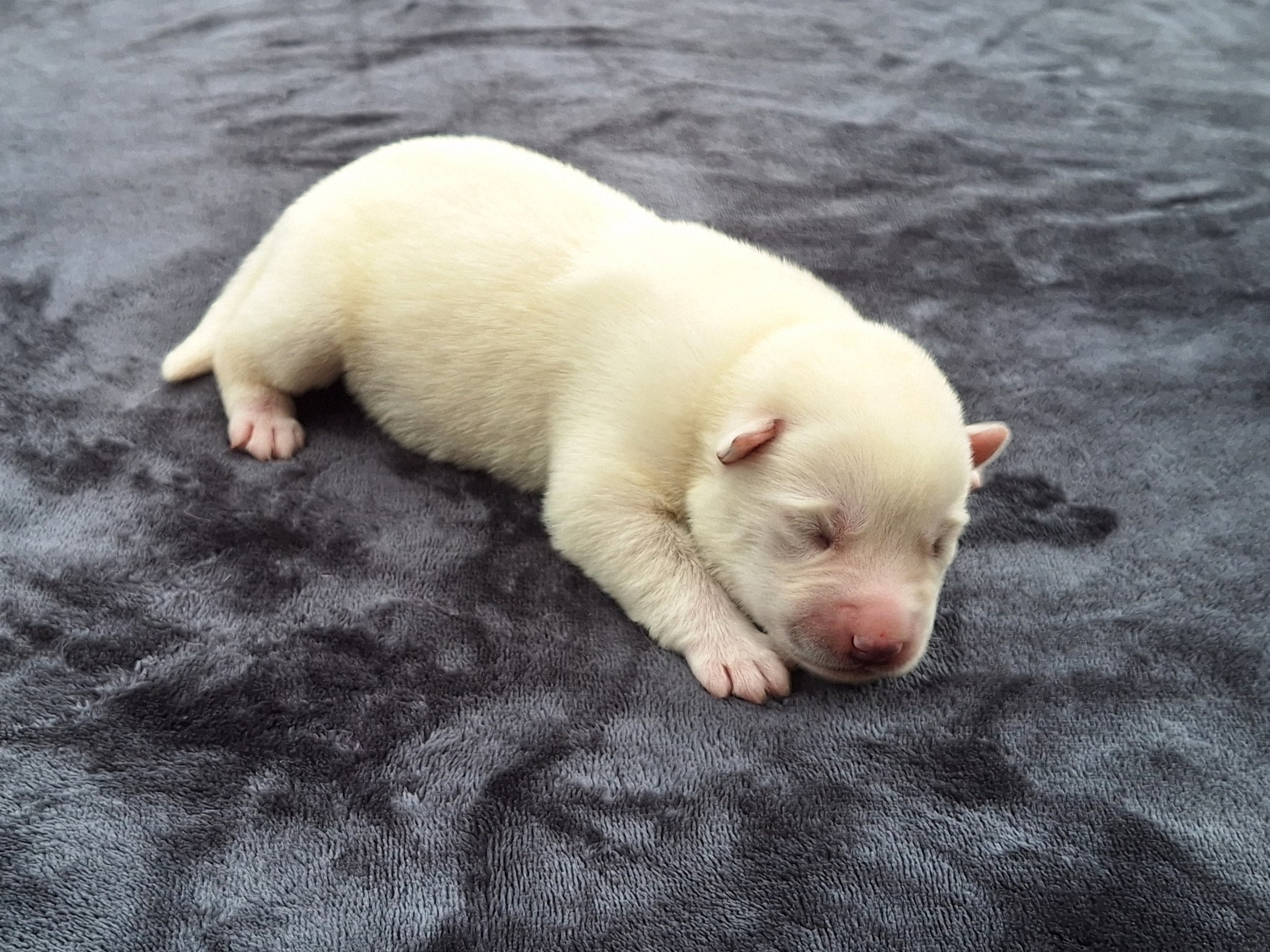 Husky – Ellalong