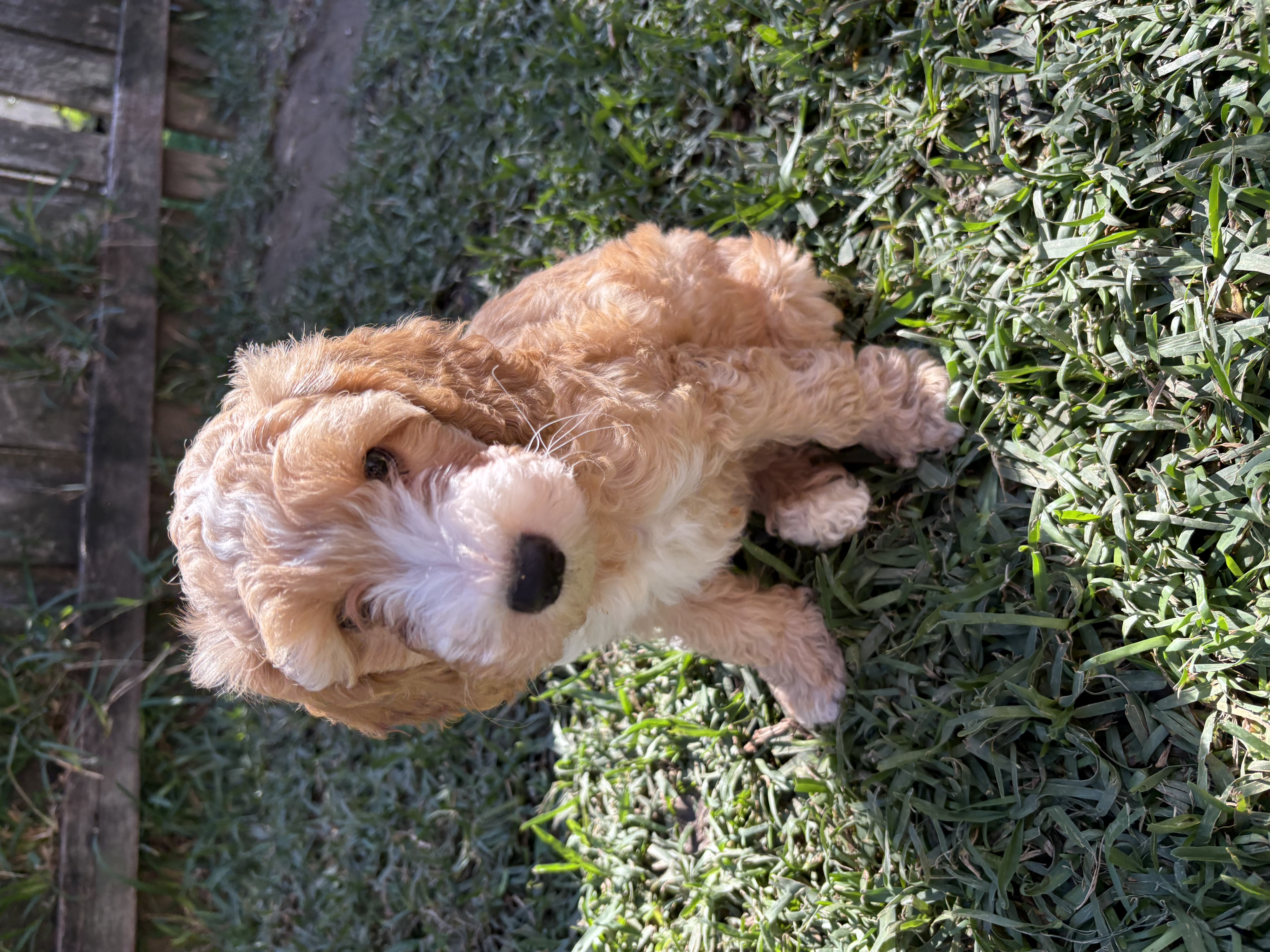 Spoodle – Bellmere
