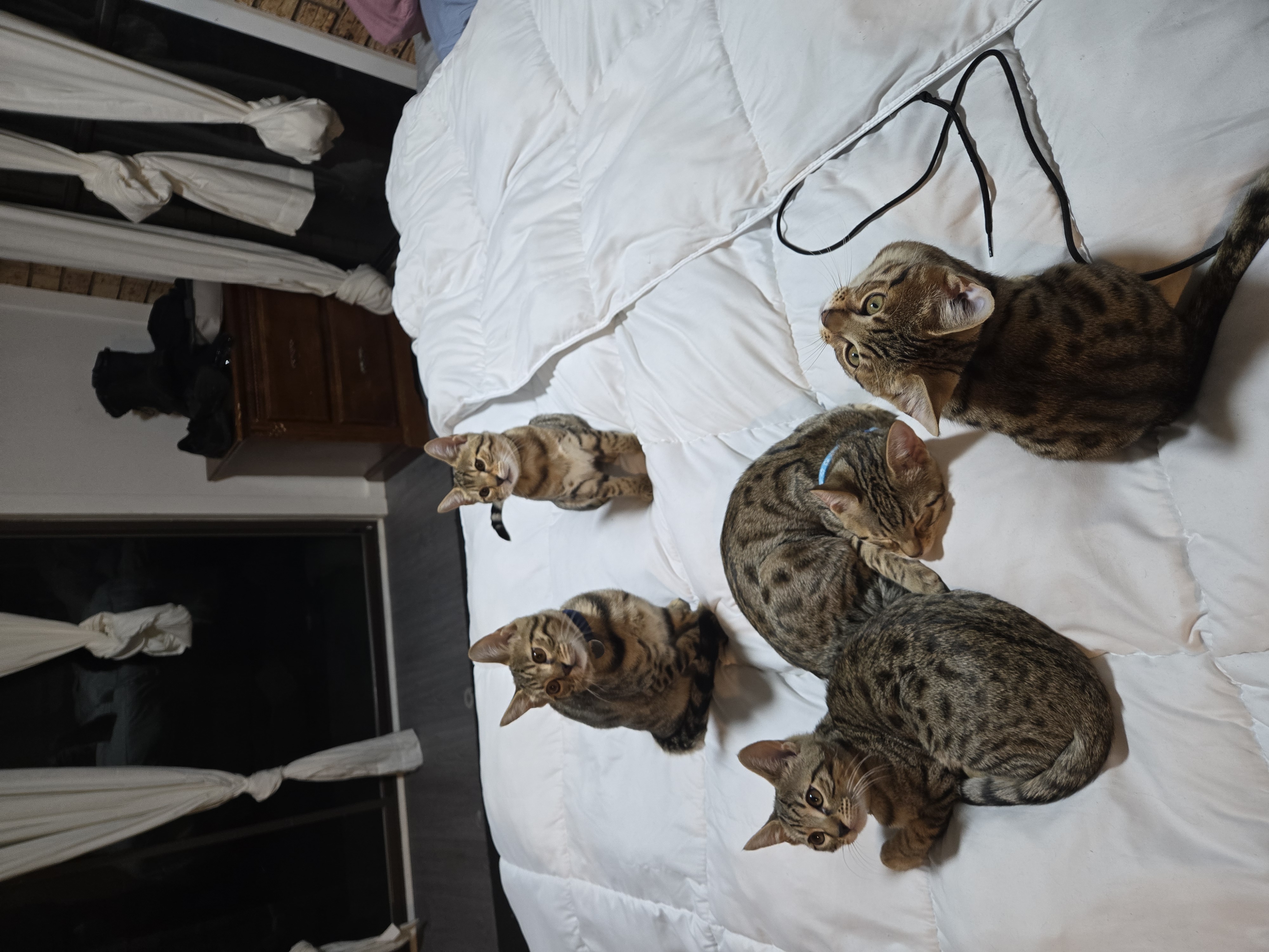 Bengal