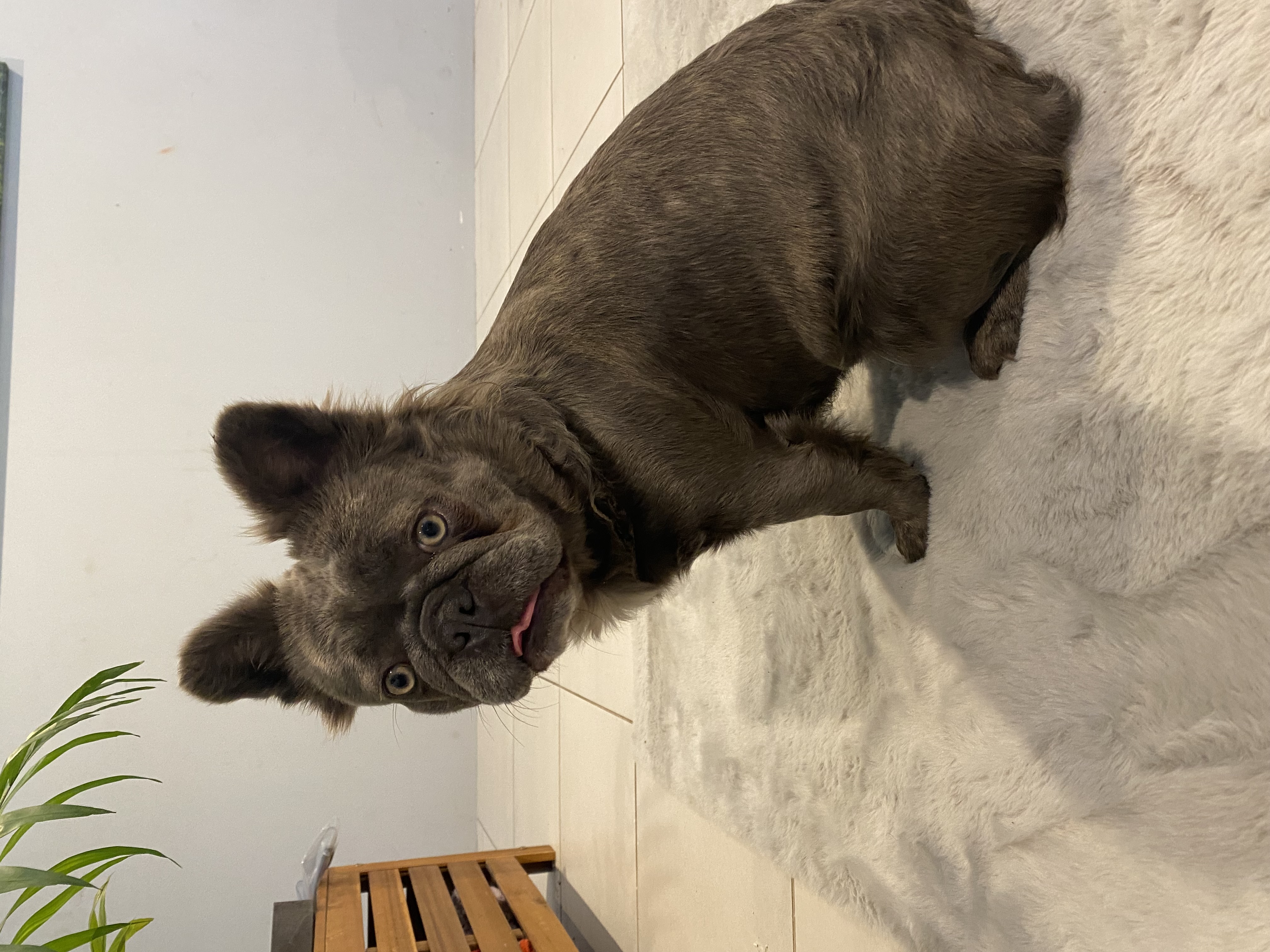 French Bulldog – Vasse