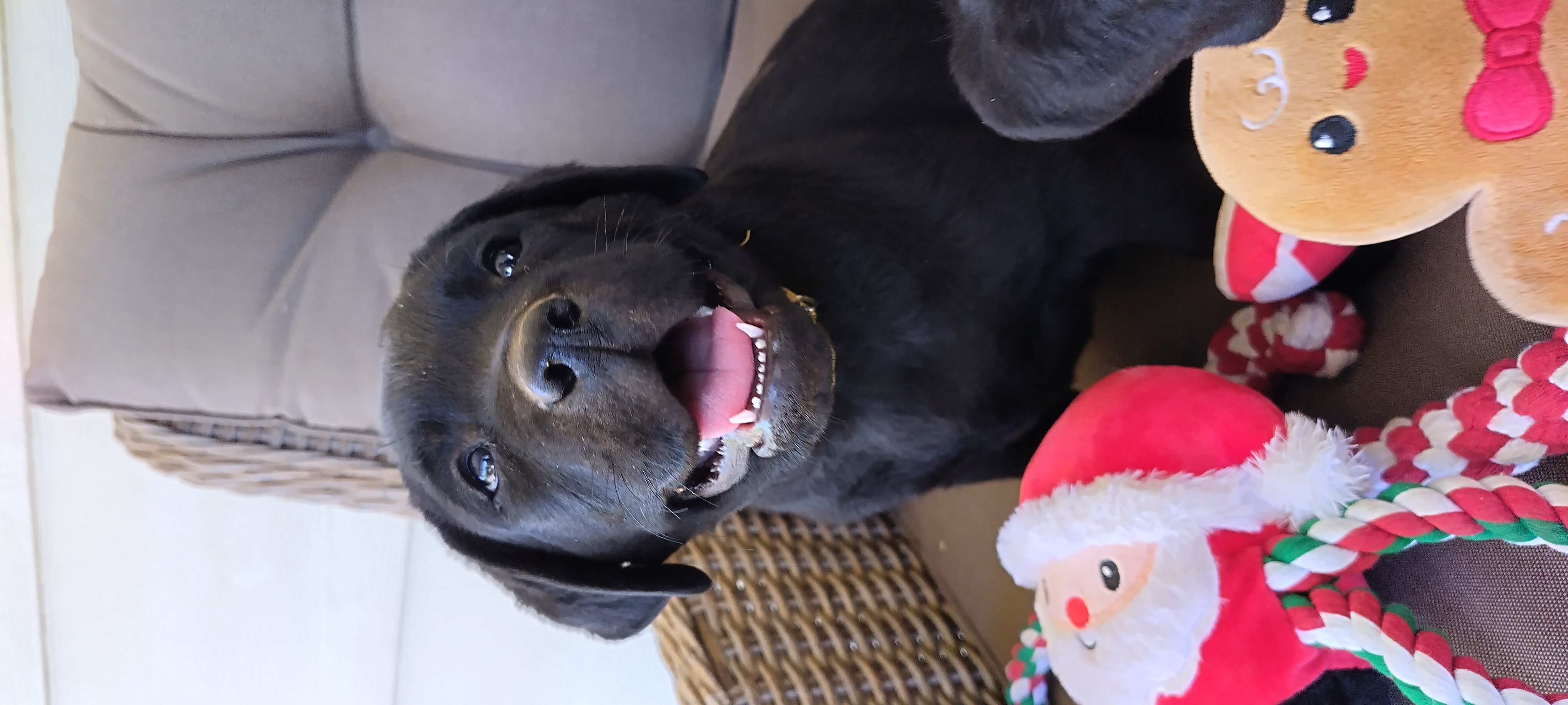 Labrador Retriever – Tamworth