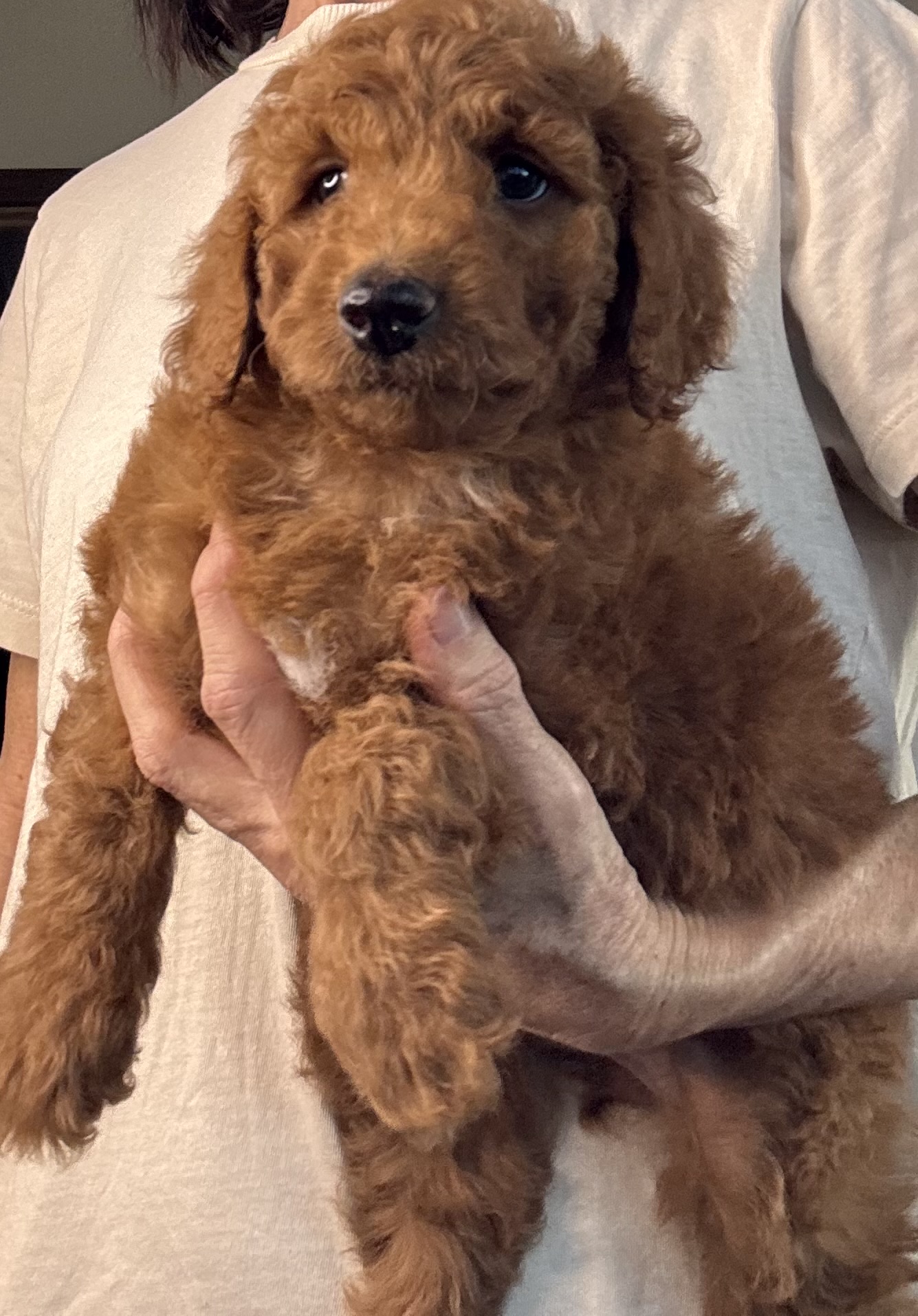 Cavoodle – Bruthen