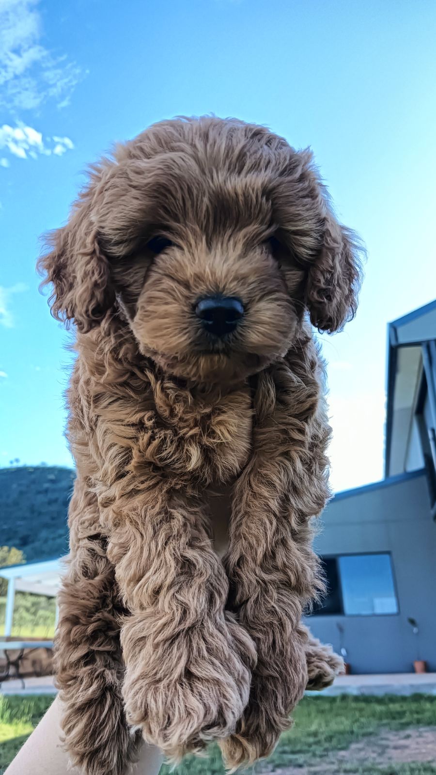 Toy Poodle – Killarney Heights