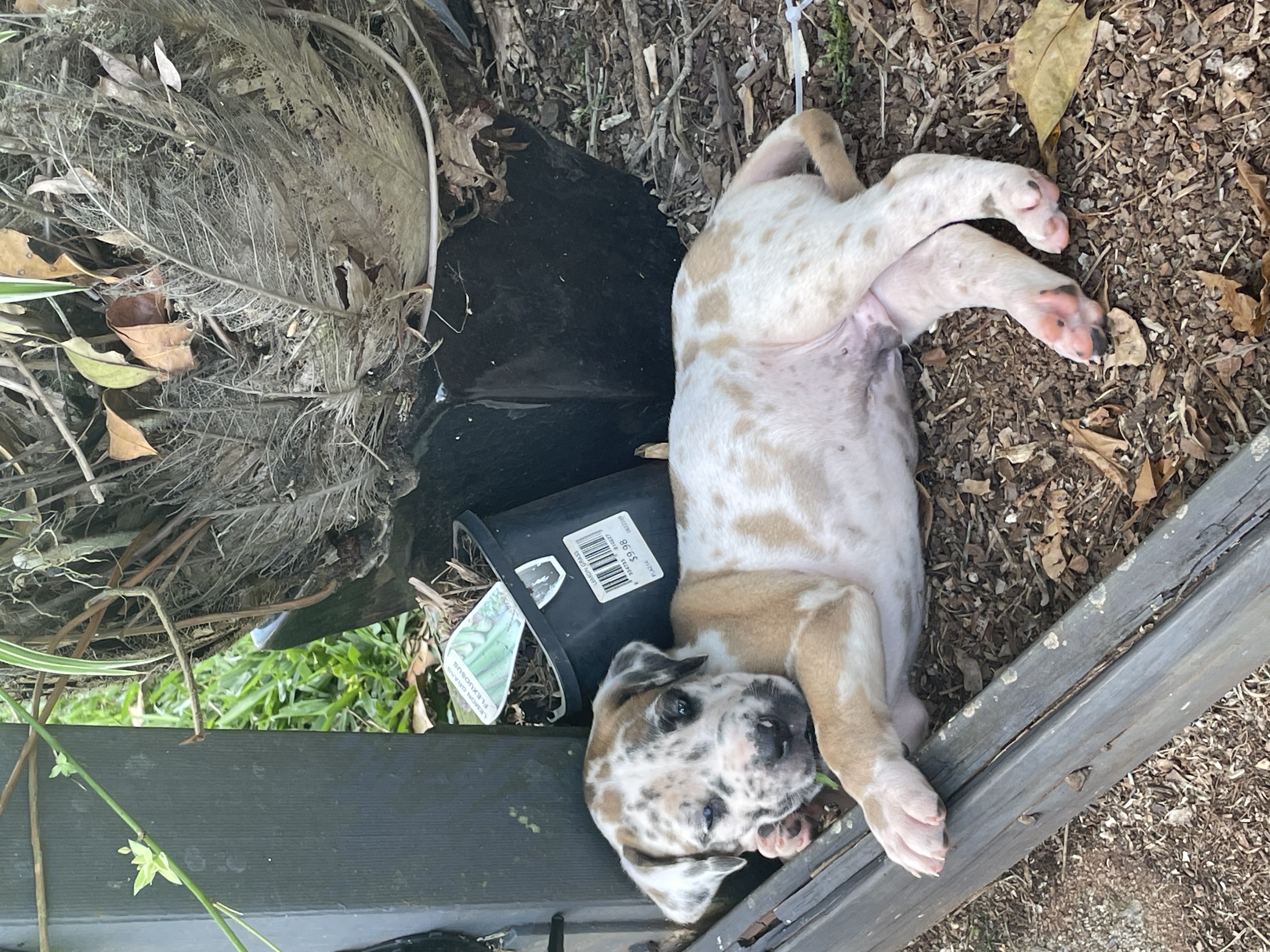 Great Dane – Georgina