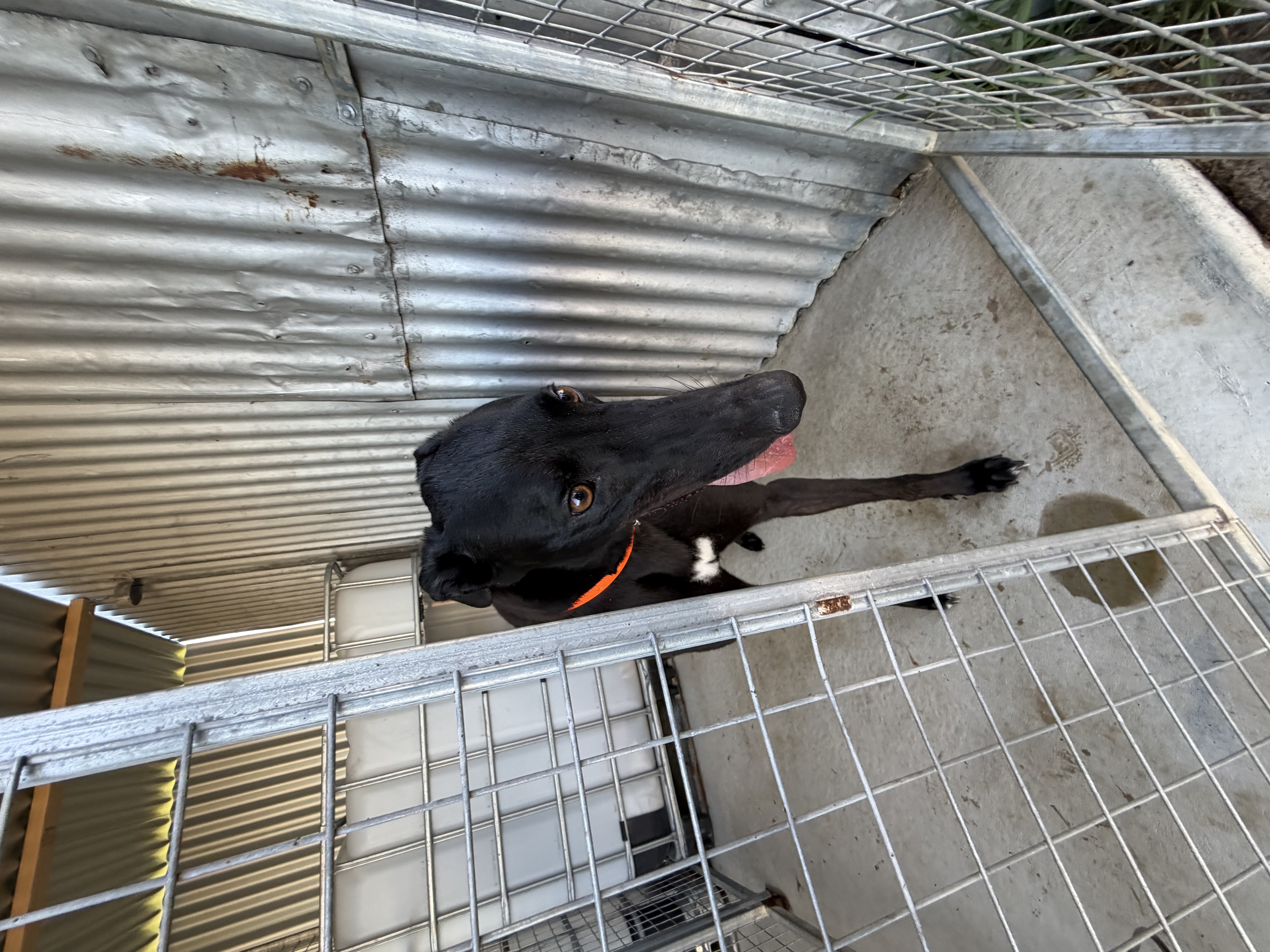 Greyhound – Mortlake
