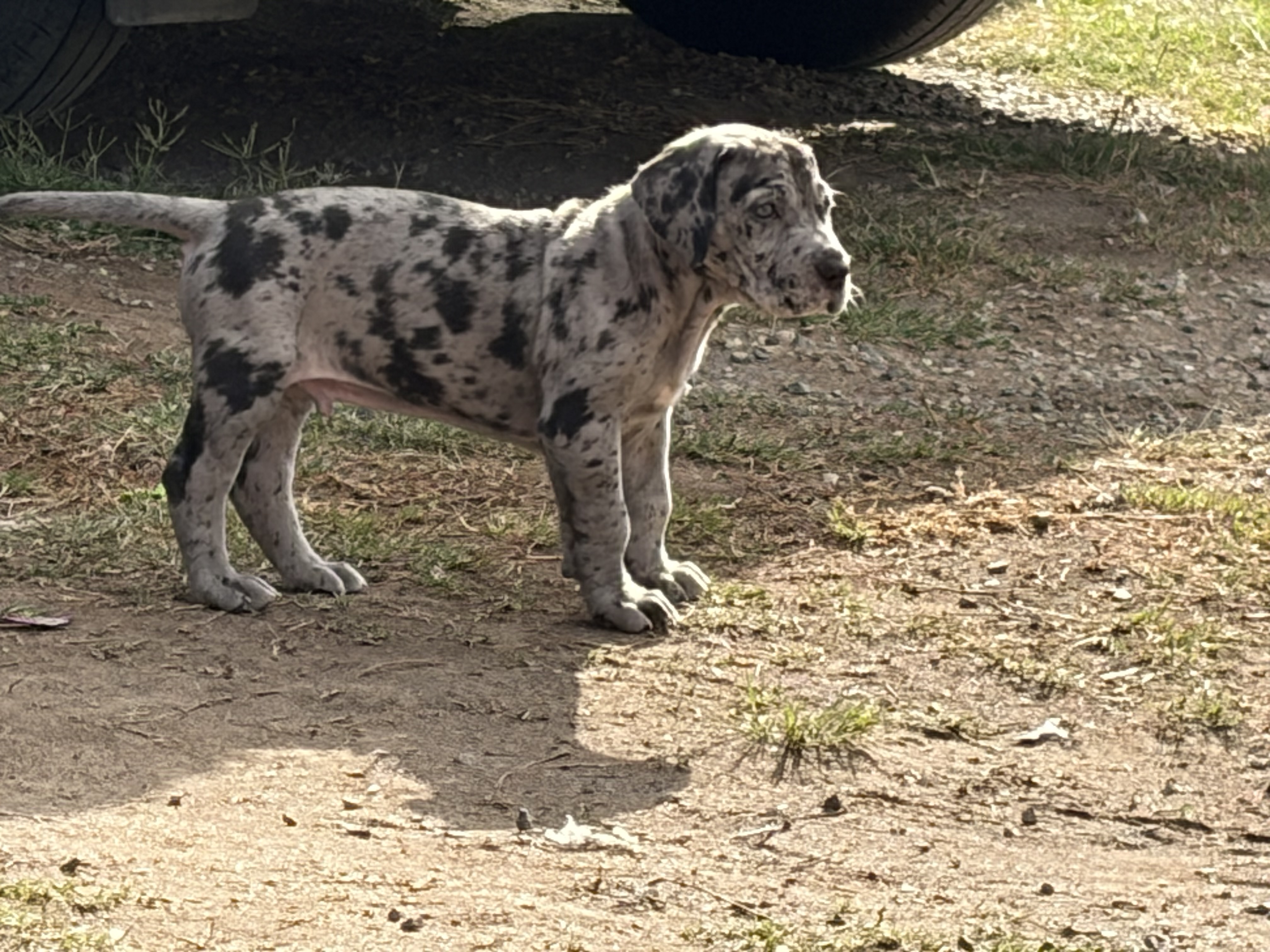 Great Dane – Gympie