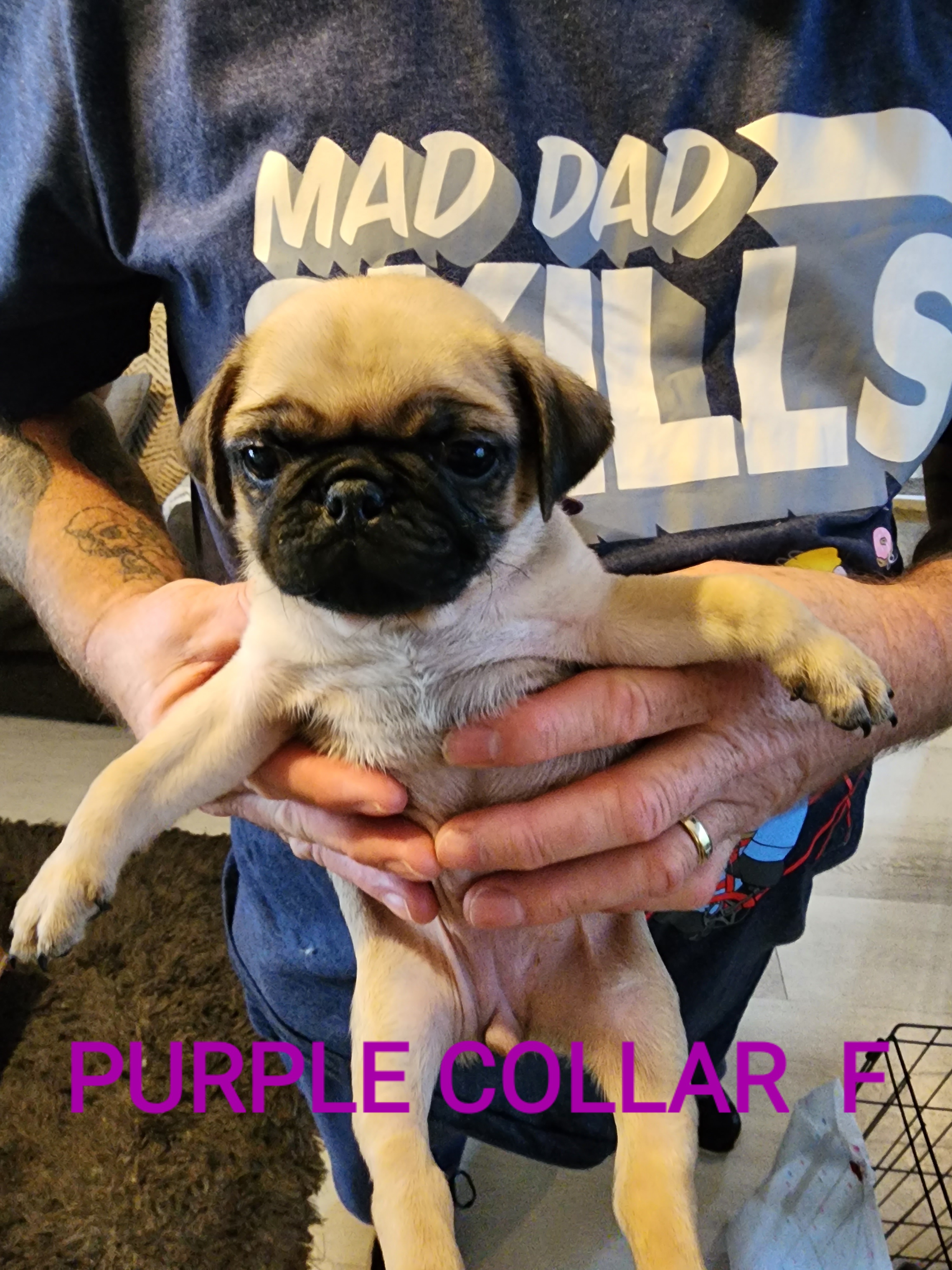 3 F 2 M Pug Puppies fawn For Sale