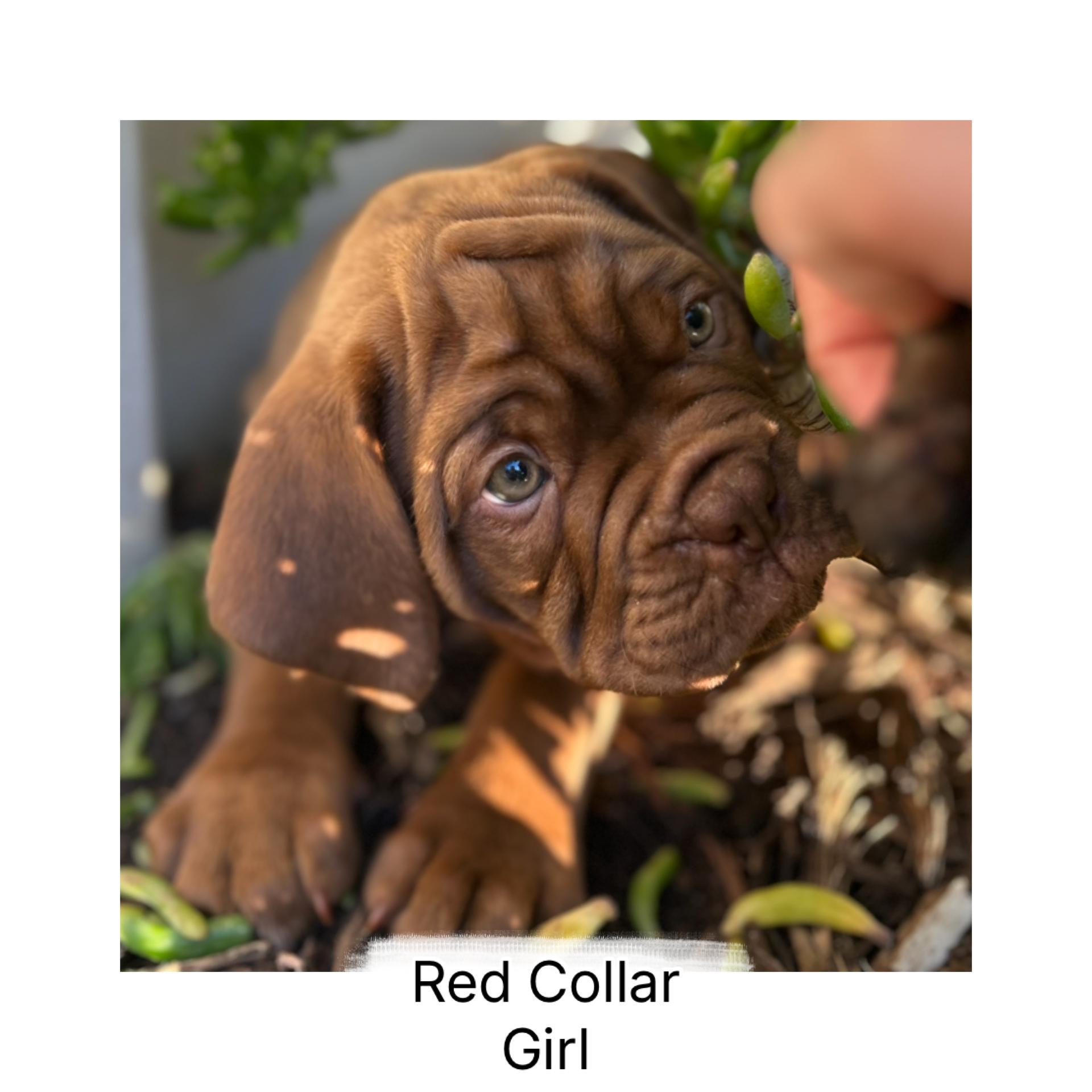 Dogue De Bordeaux – Butler