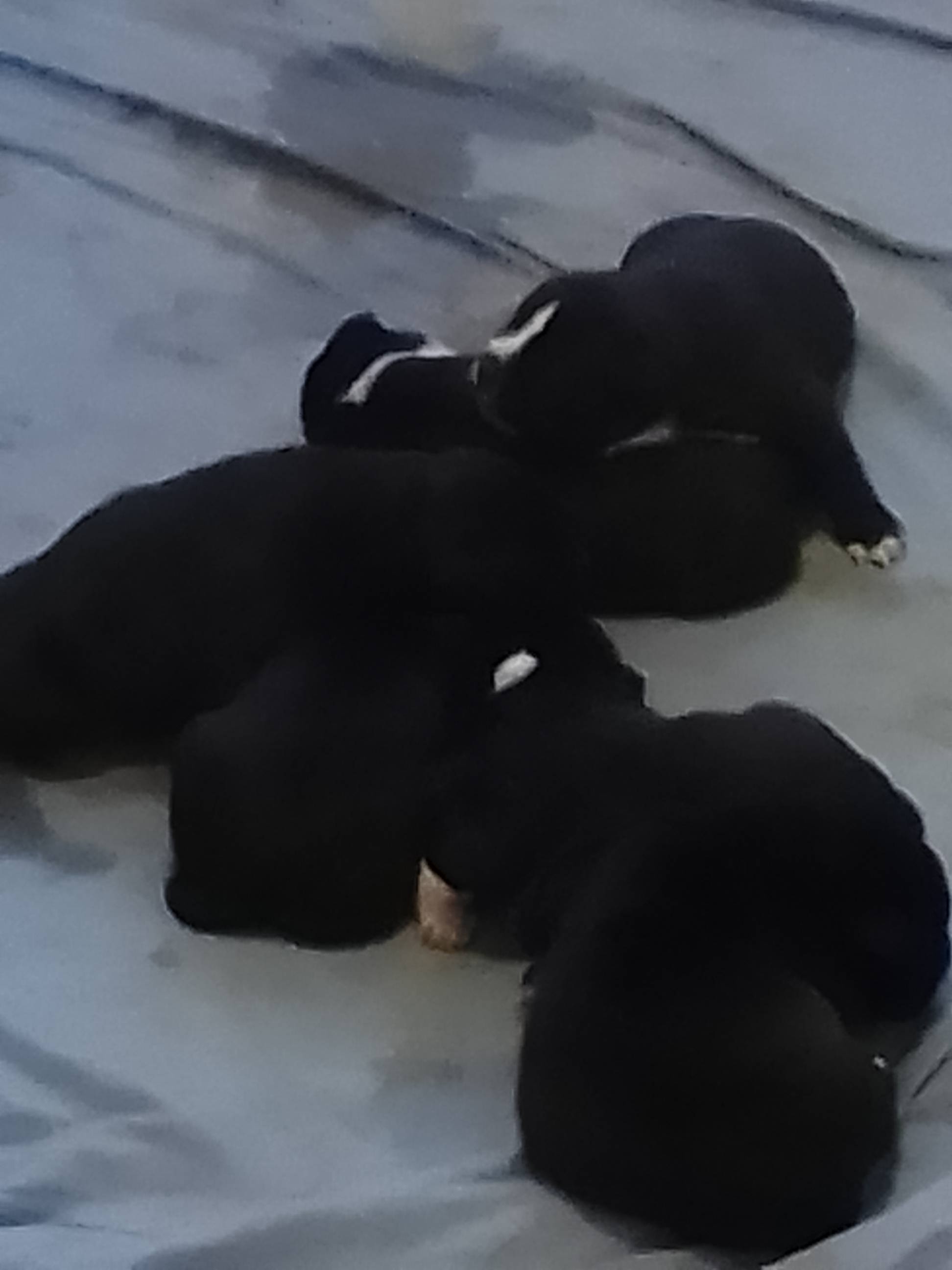 Dogs Blackett PetsForHomes