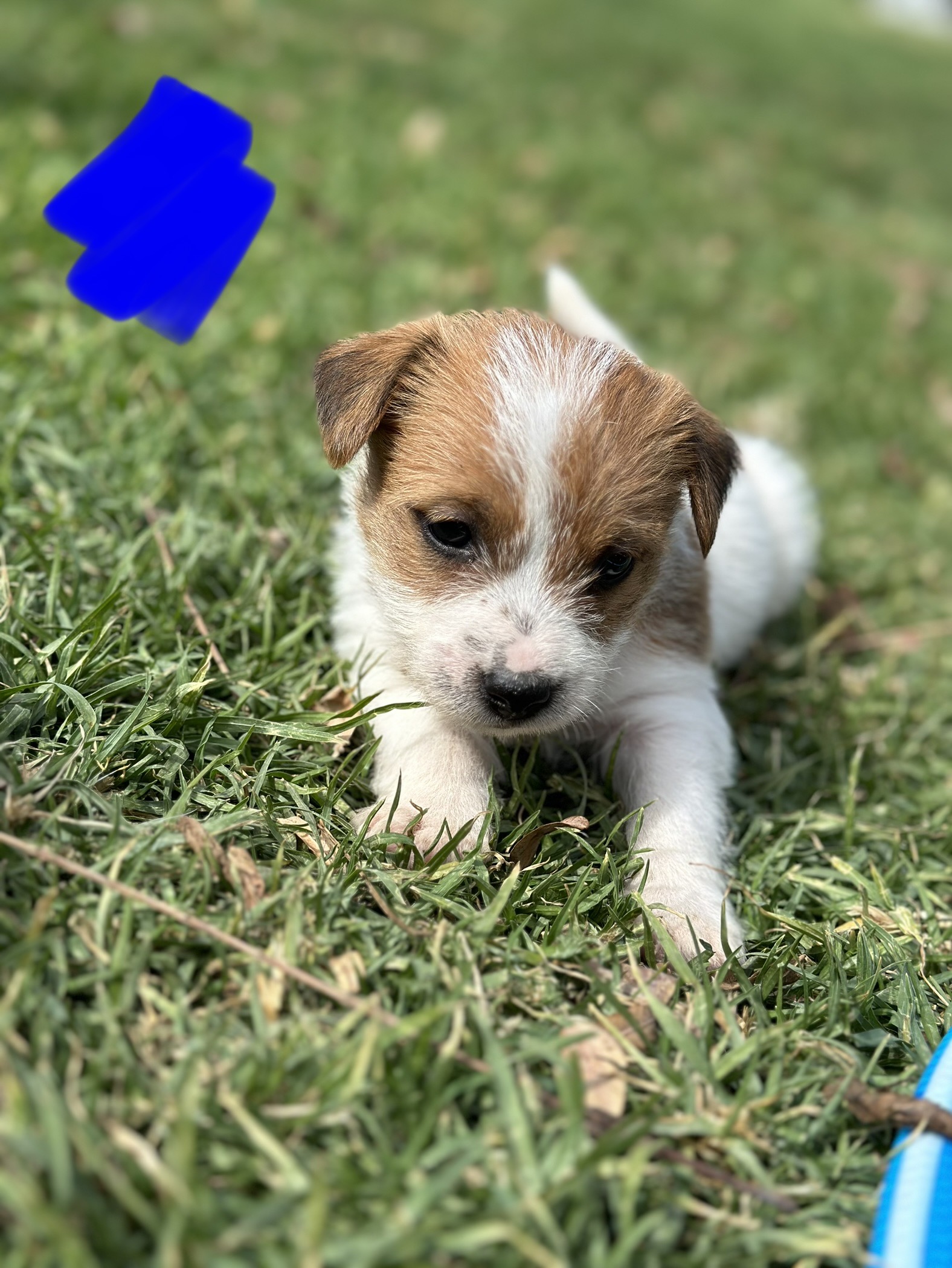 PUREBRED Jack Russell Puppues