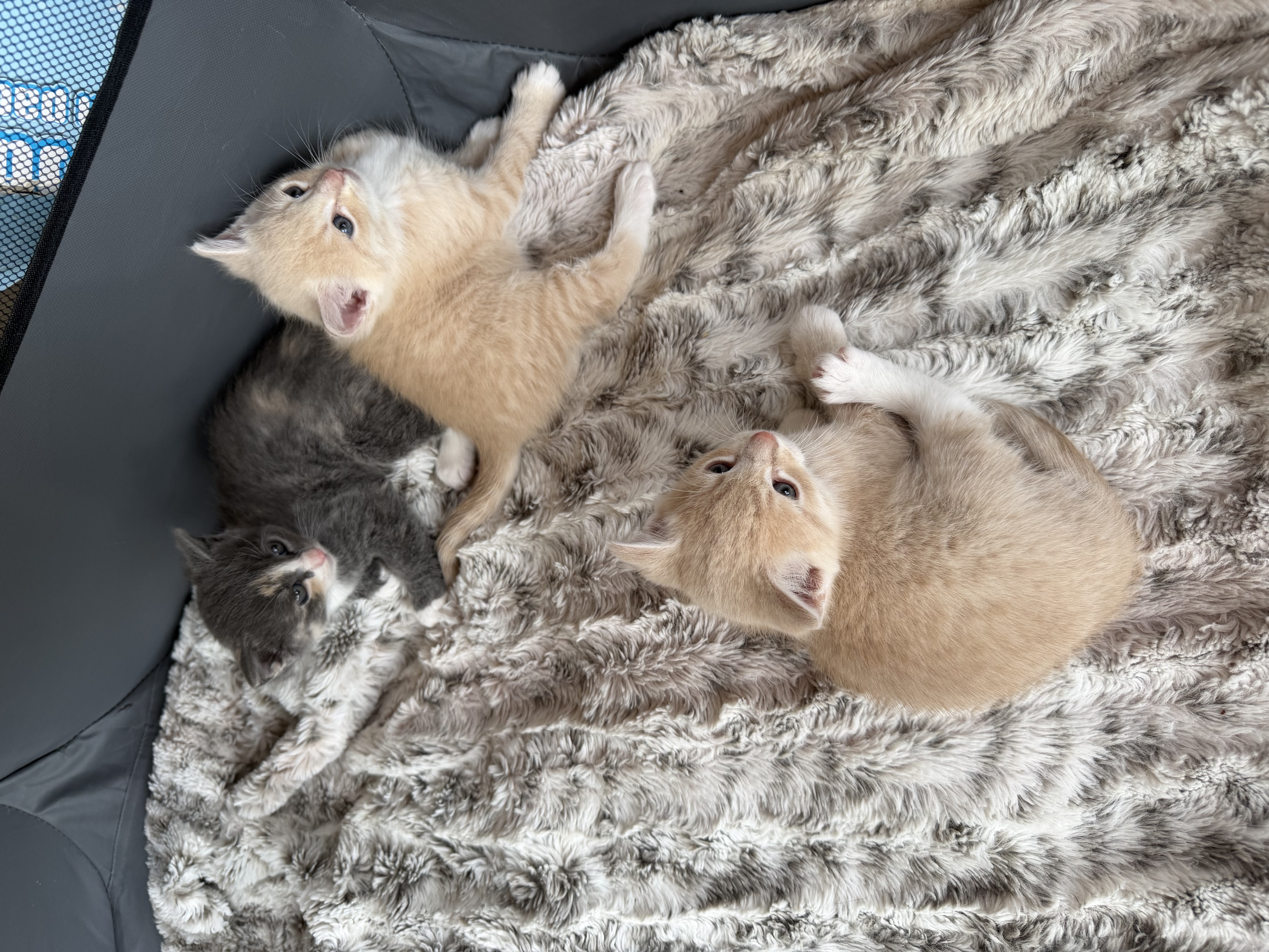 Domestic Long Hair (DLH) – New Norfolk